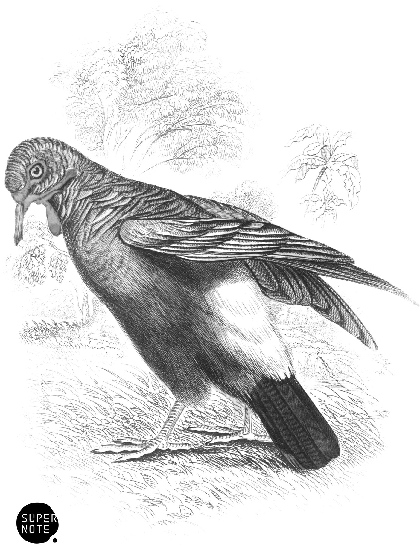 Carunculated Ground Pigeon (vol-09 plate-28).png