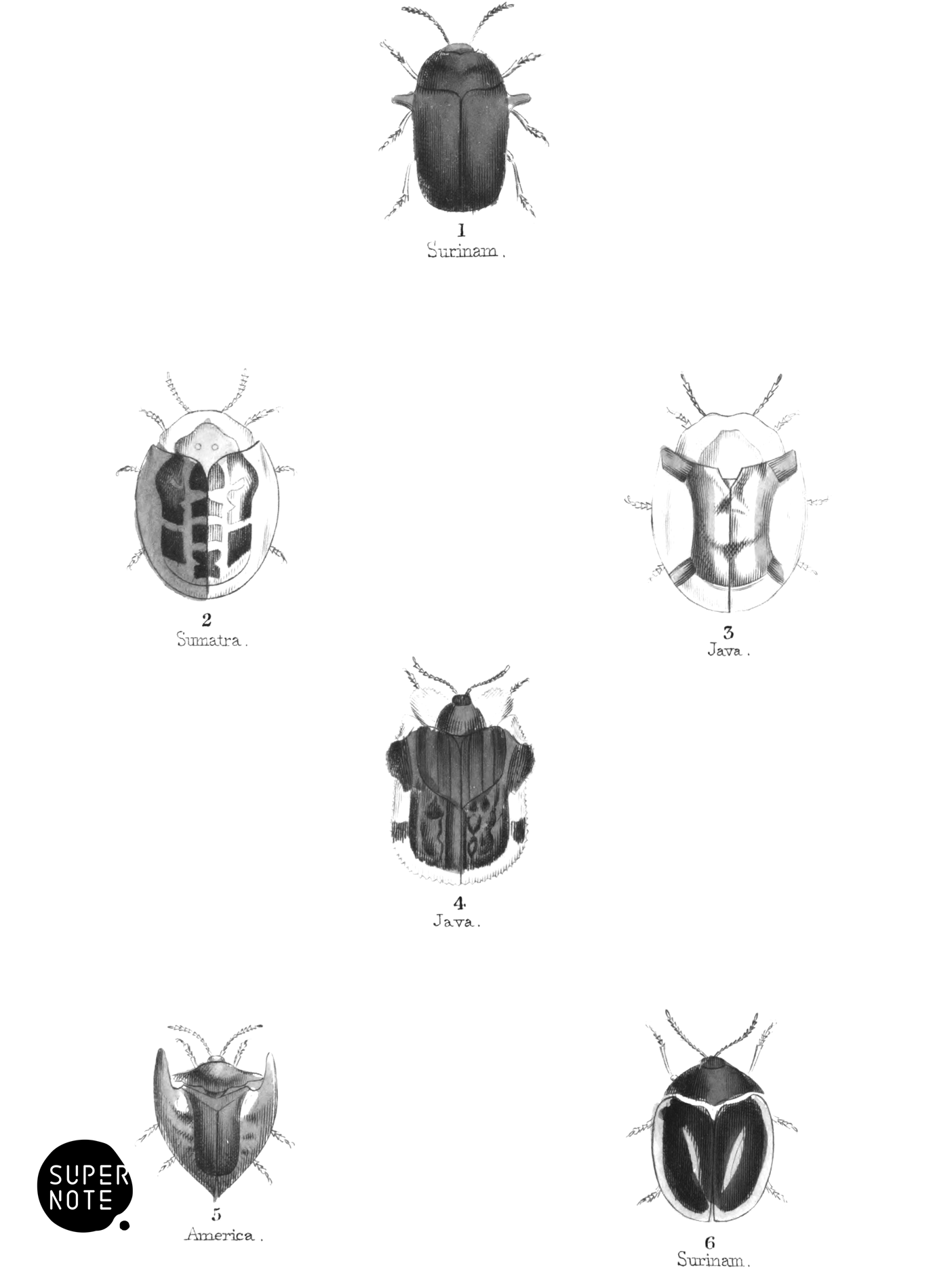 Cassida (vol-08 plate-28).png
