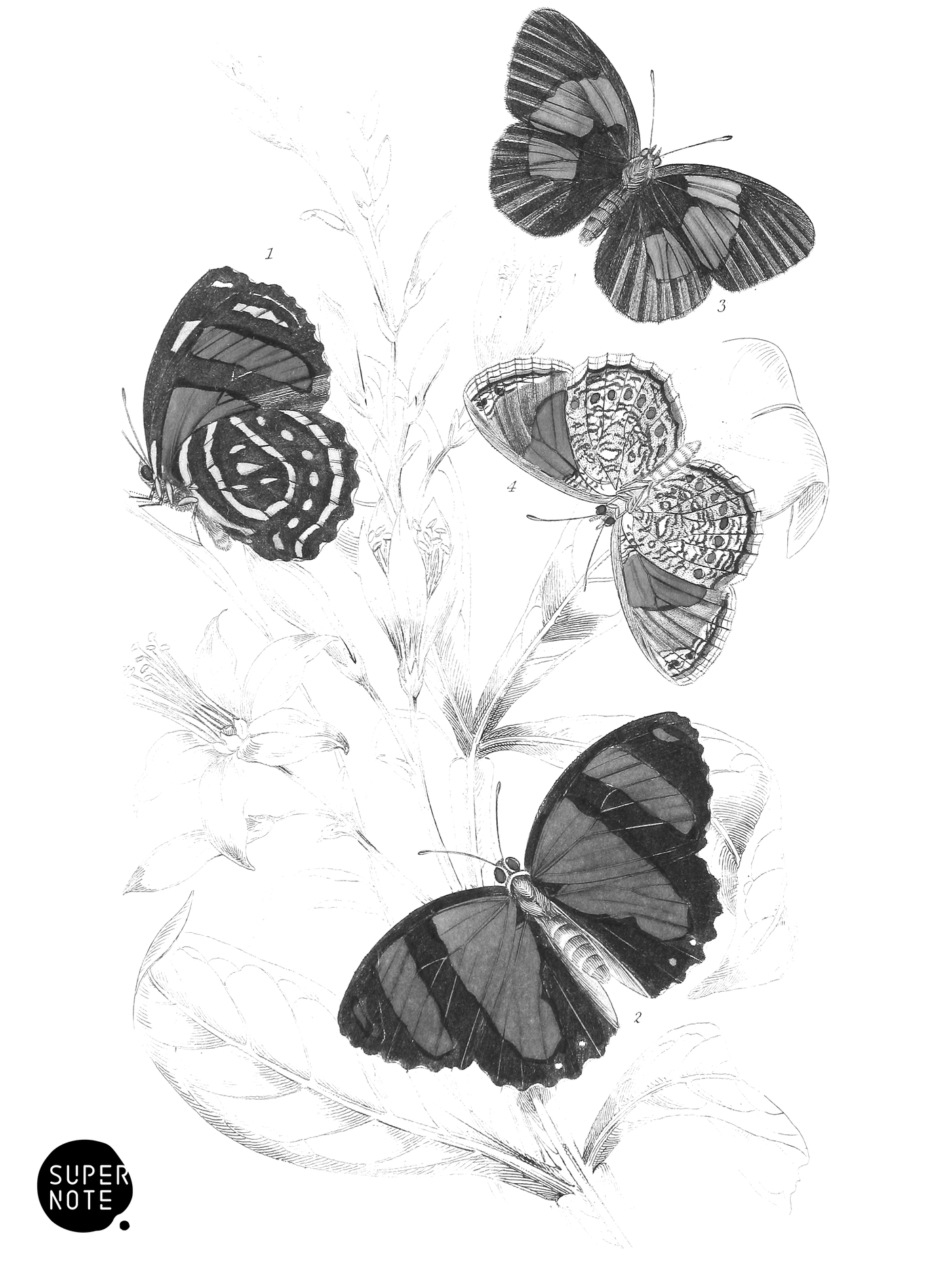 Cata­gramma Condomanus & C. Pyramus (vol-18 plate-20).png