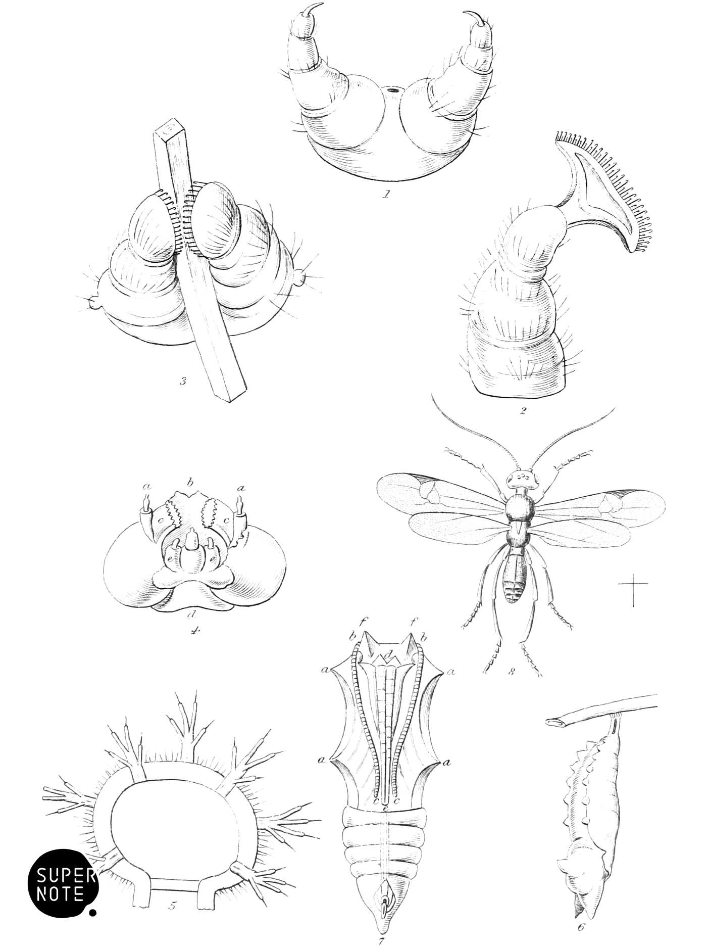Caterpillar Anatomy (vol-10 plate-2).png