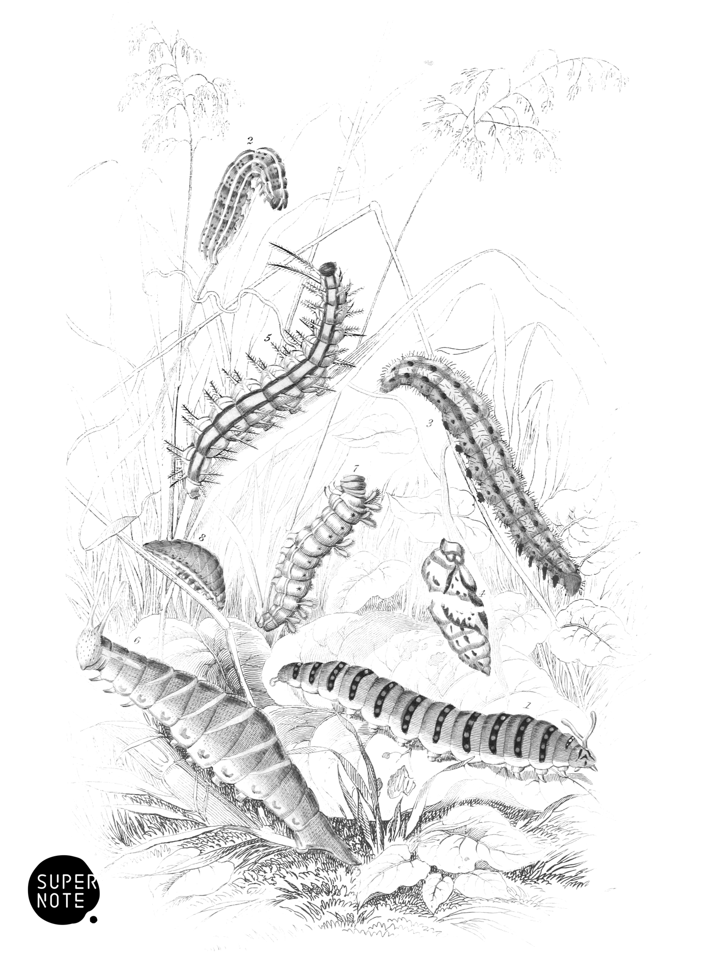 Caterpillars (vol-10 plate-3).png