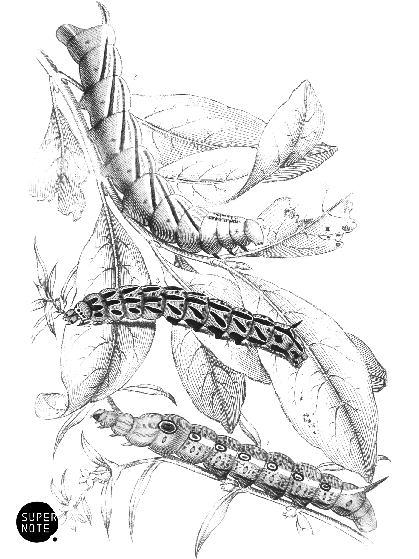 Caterpillars of Metopsilus Tersa, Sphinx Chionanthi & S. Gauræ (vol-33 plate-6).png