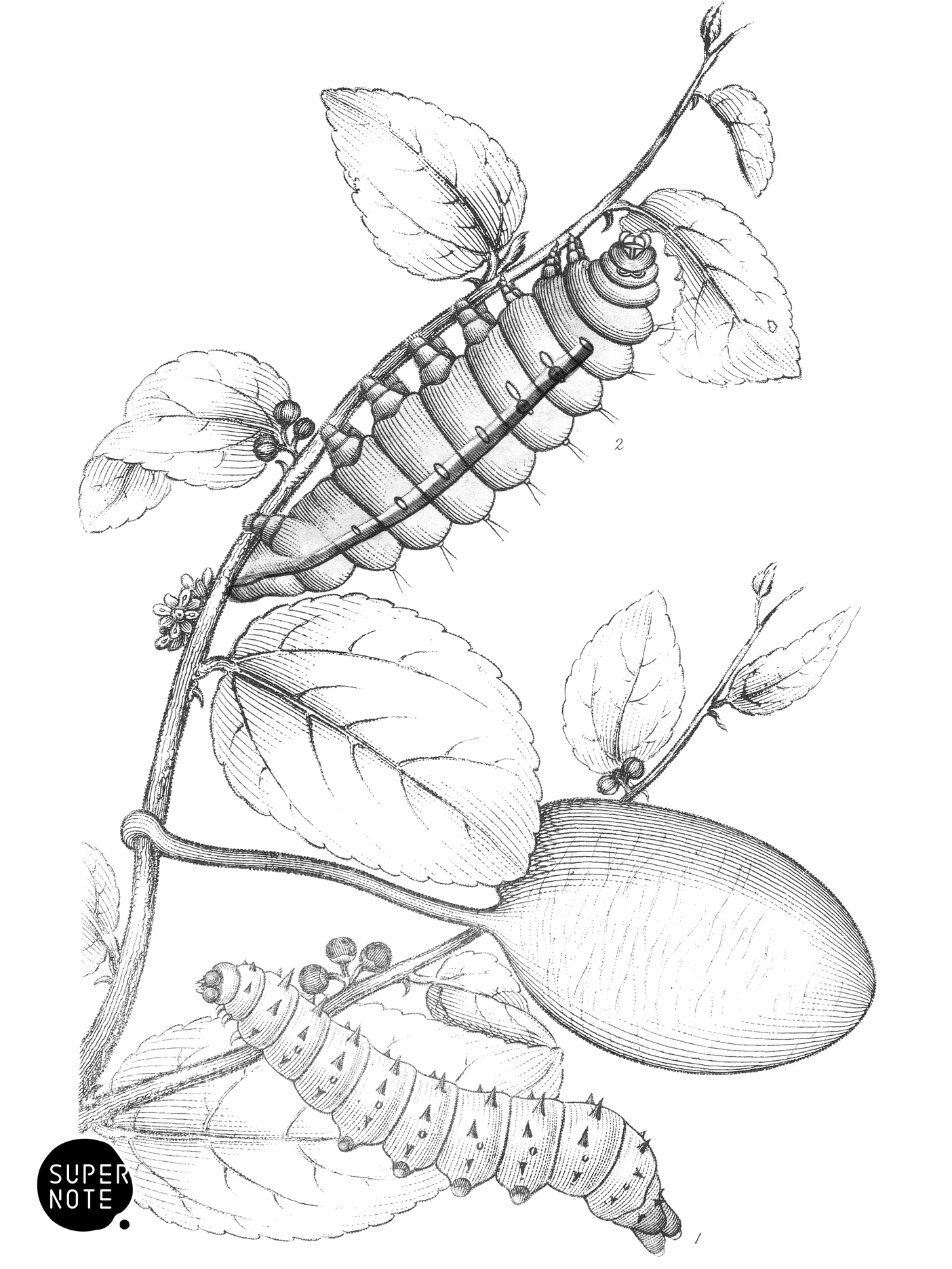 Caterpillars of Saturnia Cynthia & S. Mylitta (vol-33 plate-15).png