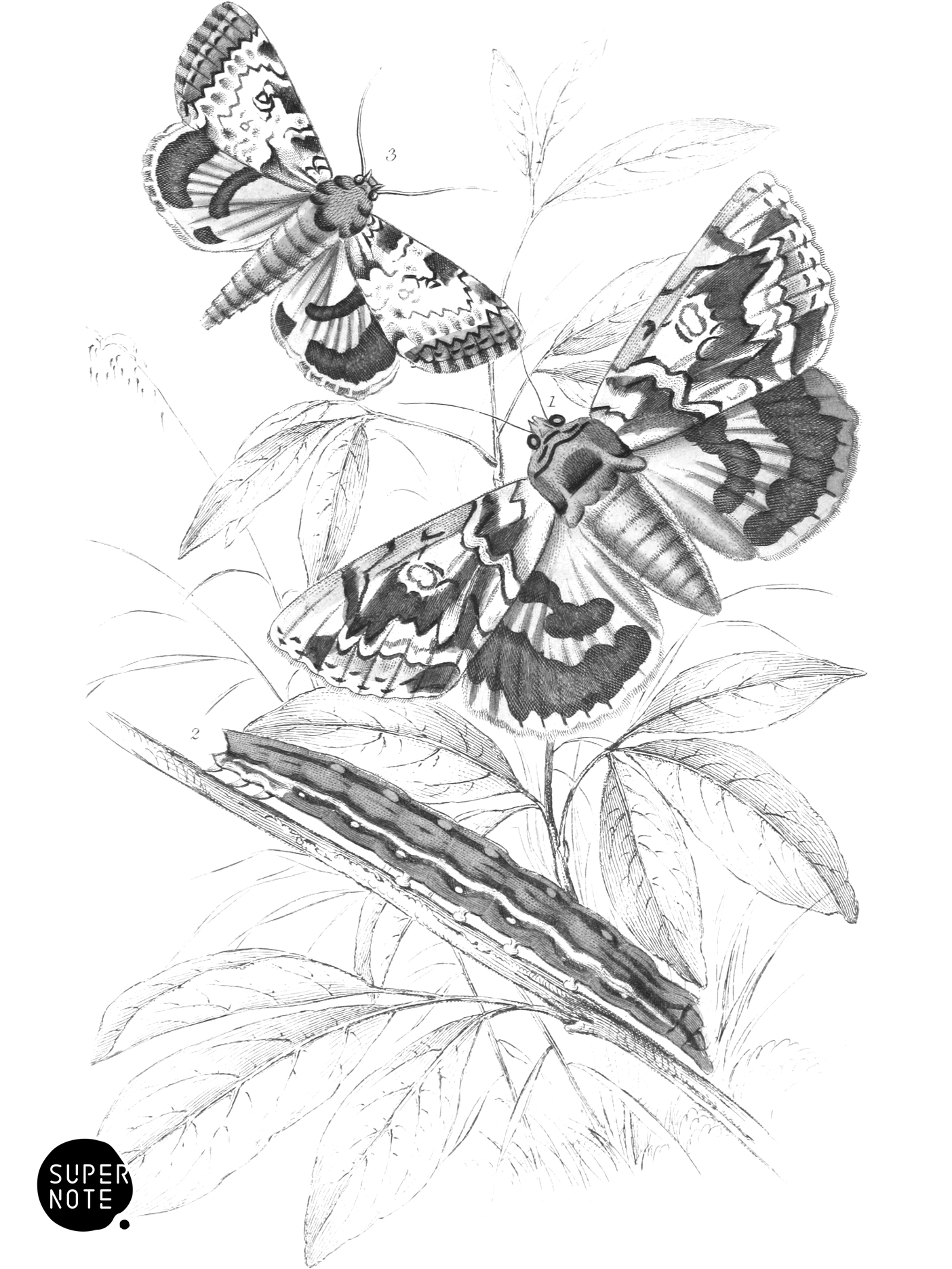 Catocala neogama & Catocala Amasia (vol-33 plate-26).png
