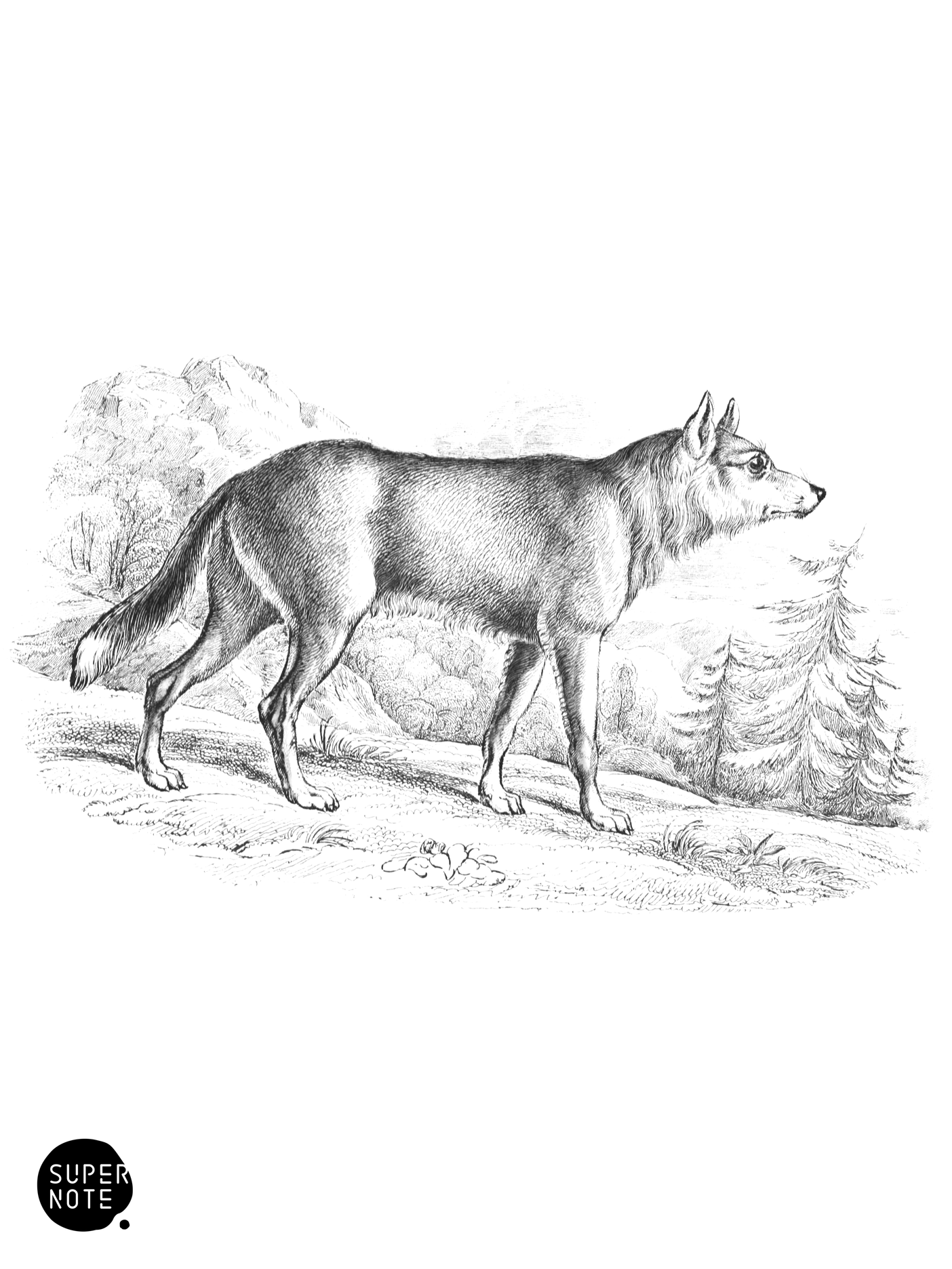Caygotte of Mexico (vol-25 plate-6).png