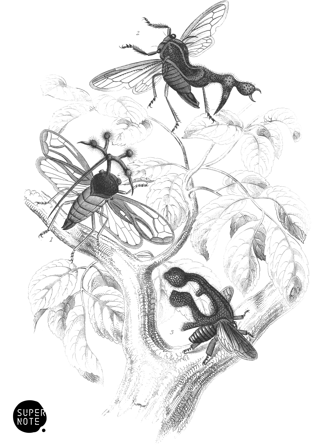 Cemtroti (vol-29 plate-25).png