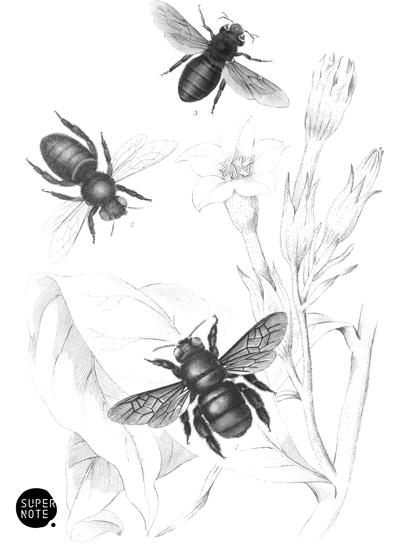 Centris Nobilis, C. Grossa & Xylocopa Violacea (vol-26 plate-20).png
