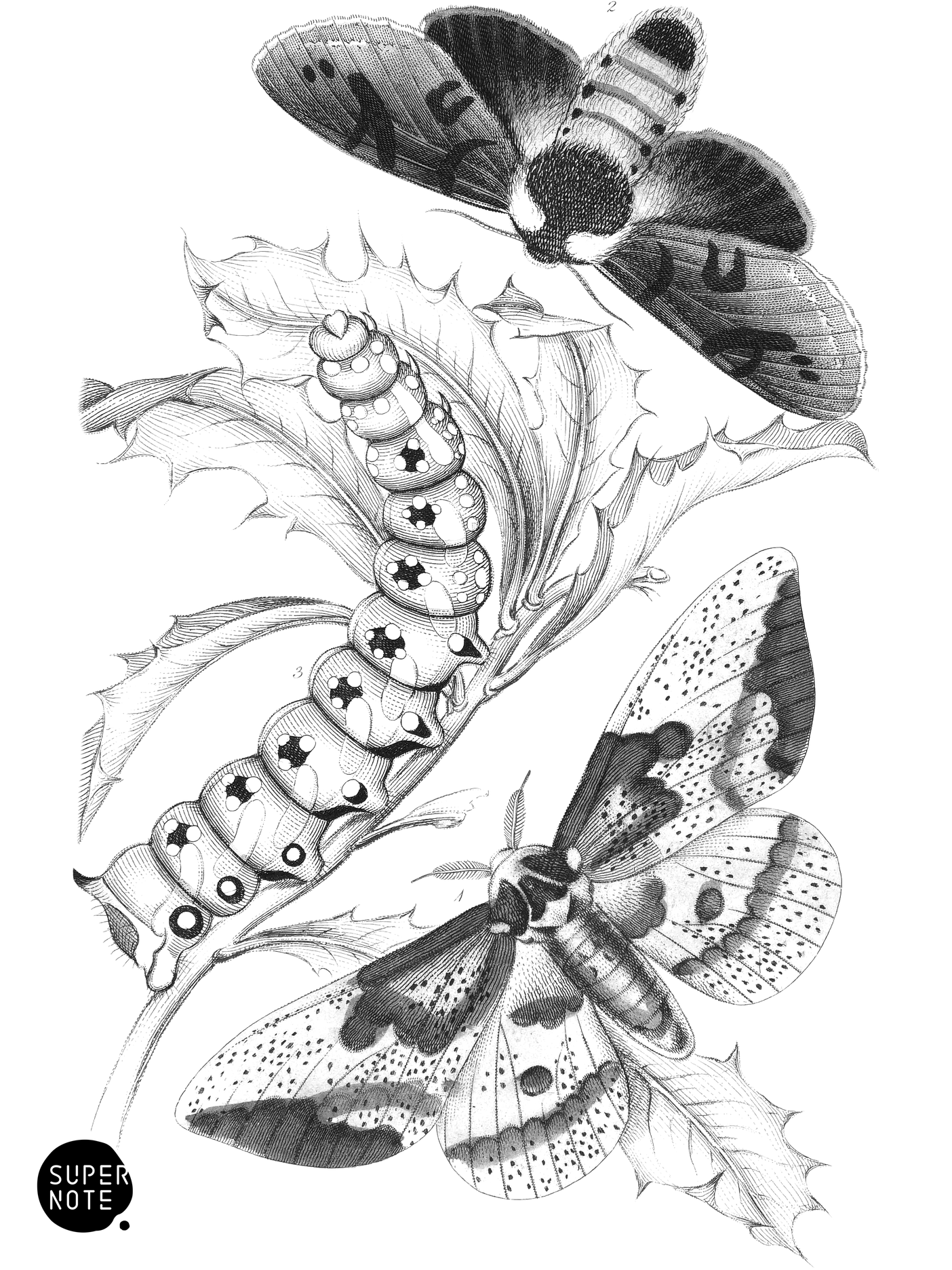 Ceratocampa imperialis & Harpyia- Bansiæ (vol-33 plate-17).png