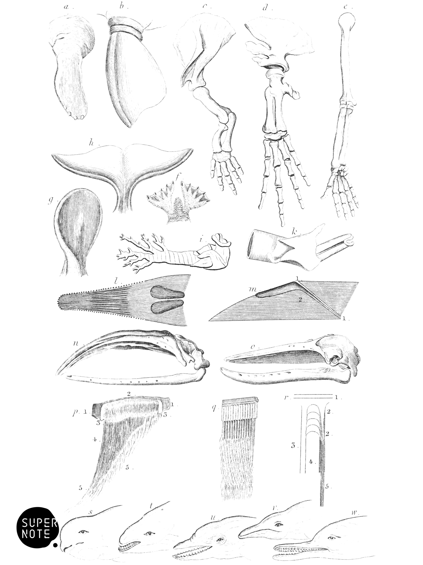 Cetacea Anatomy (vol-16 plate-1).png