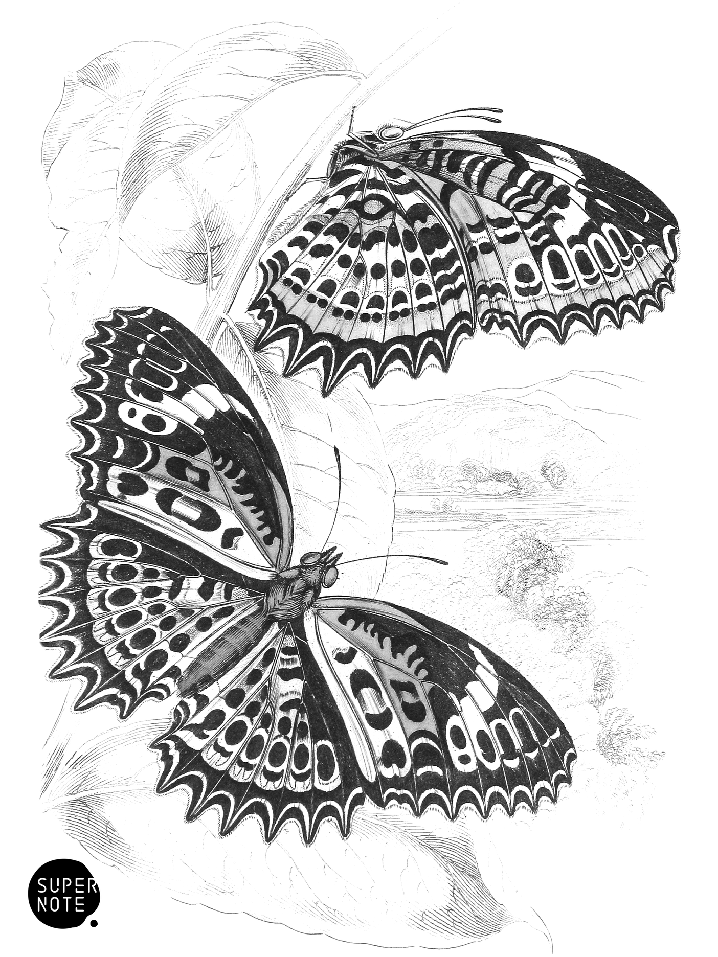 Cethosia Cyane (vol-18 plate-14).png
