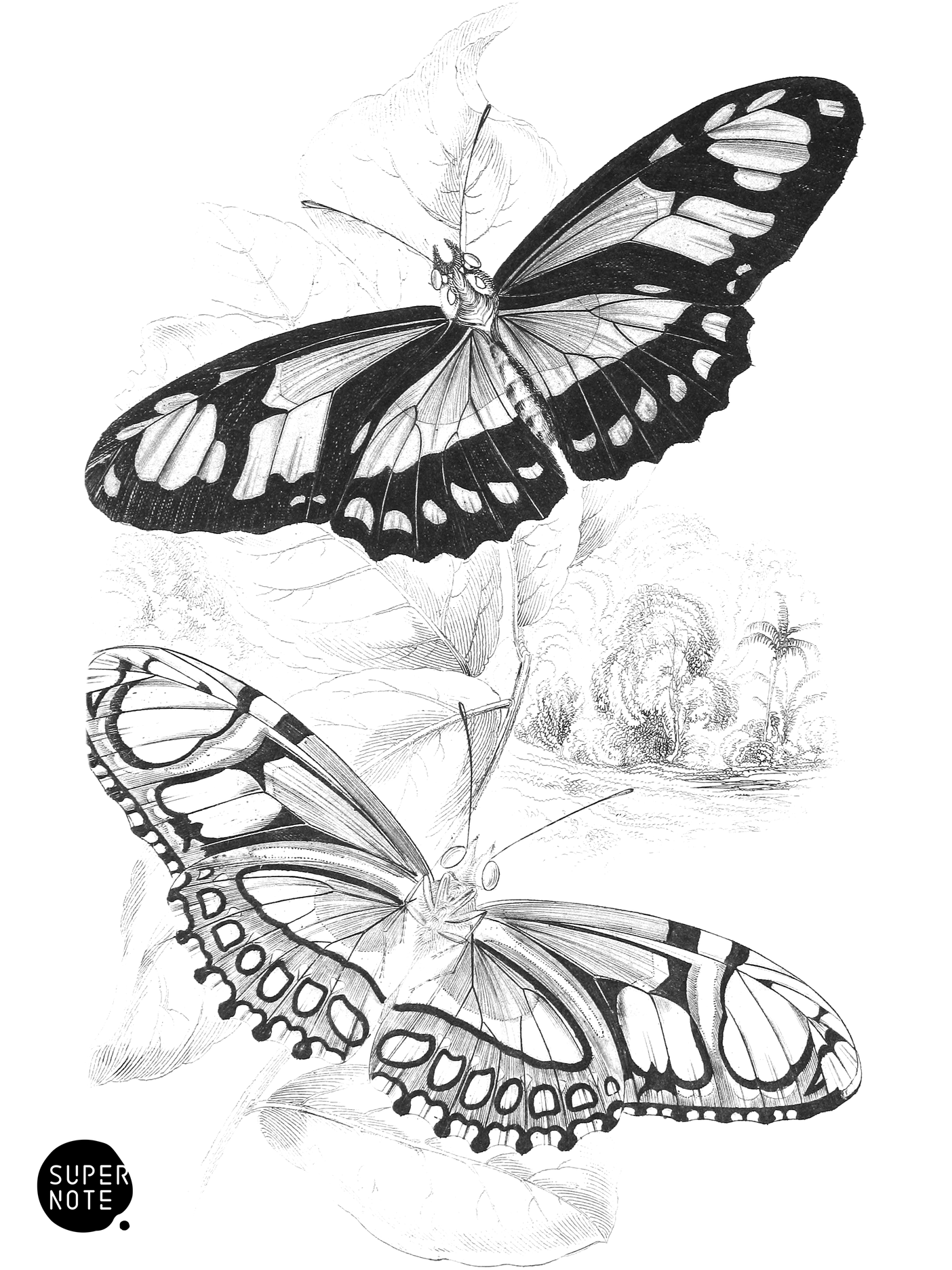 Cethosia Dido (vol-18 plate-13).png