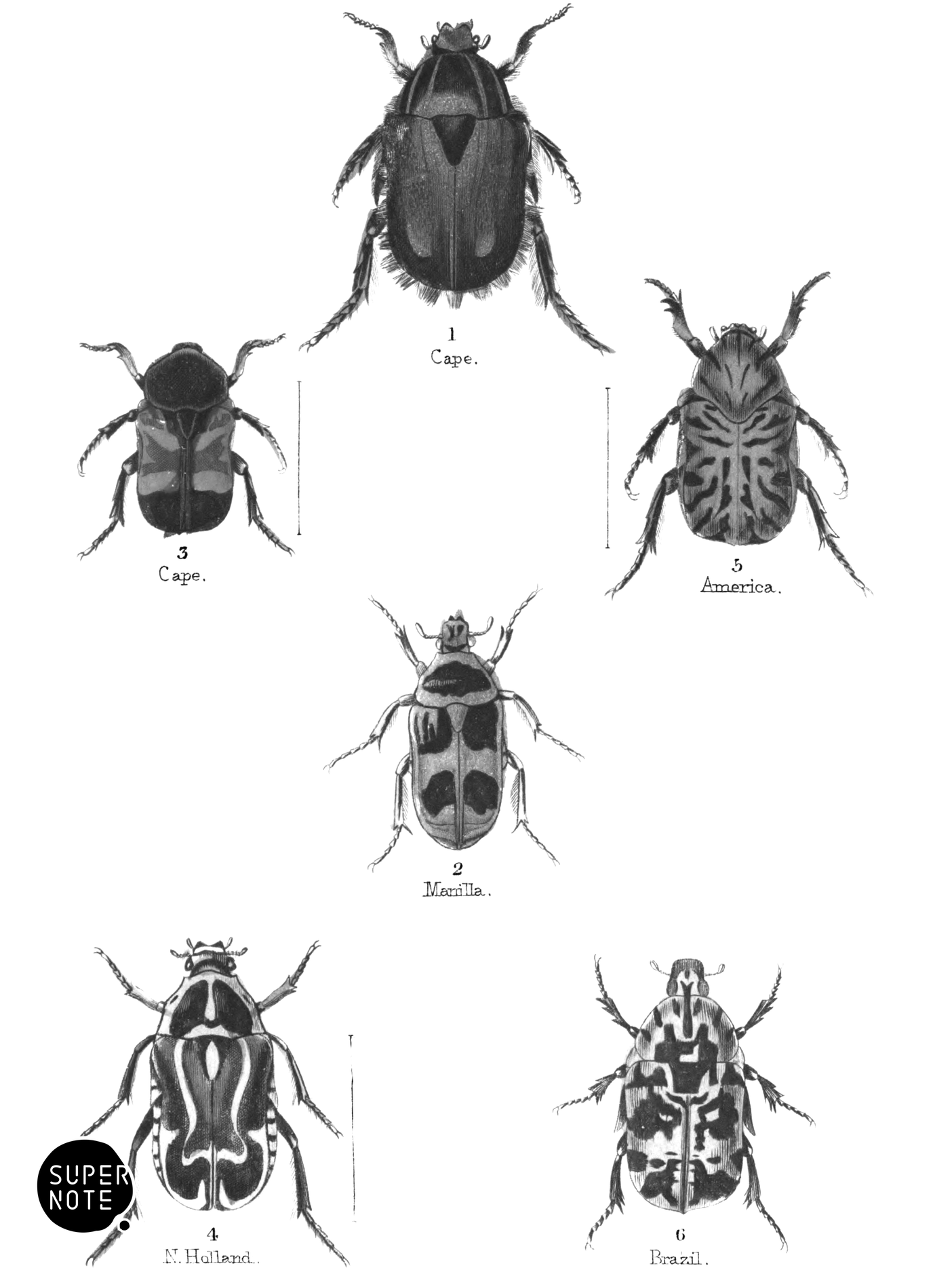 Cetonia & Gymnetis (vol-08 plate-17).png