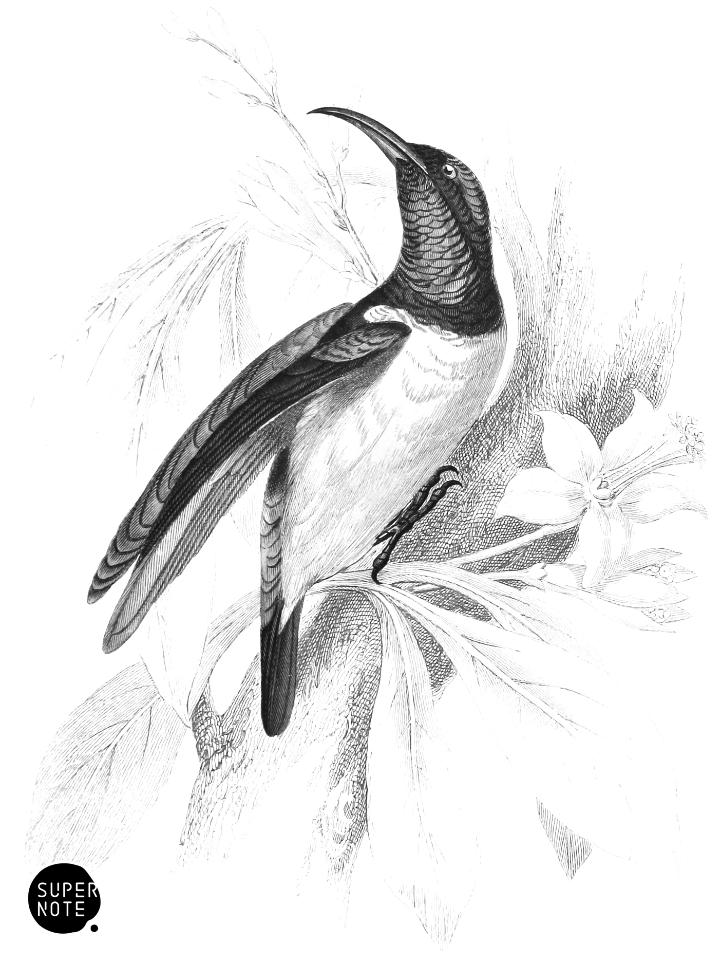 Ceylon Yellow-Bellied Sun-Bird (vol-36 plate-20).png