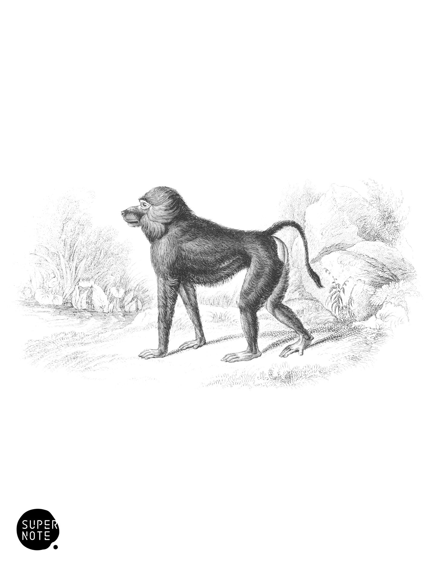 Chacma (vol-02 plate-16-cw).png