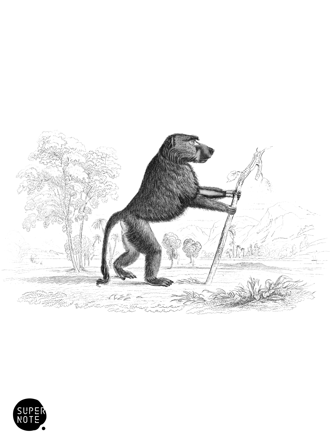 Chacma (vol-02 plate-16-lizars).png