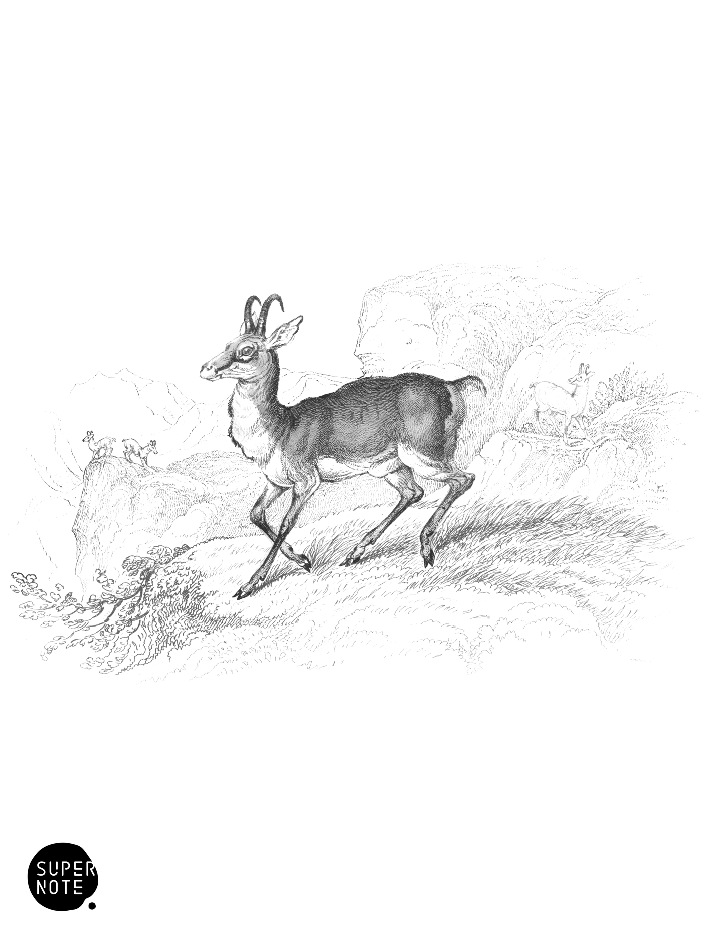 Chamois (vol-12 plate-3).png