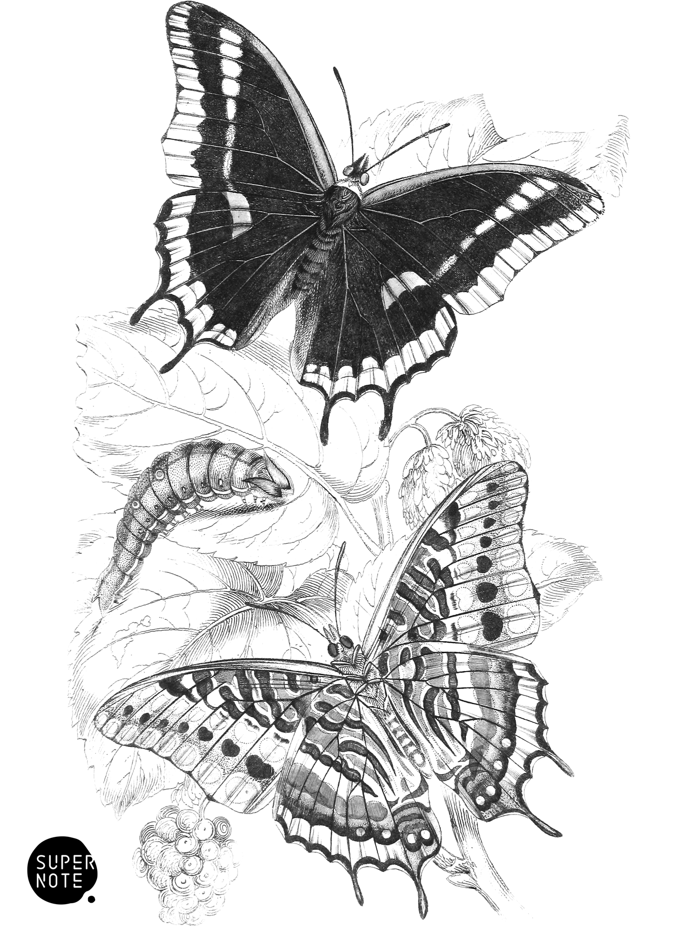 Charaxes Jasius (vol-18 plate-16).png