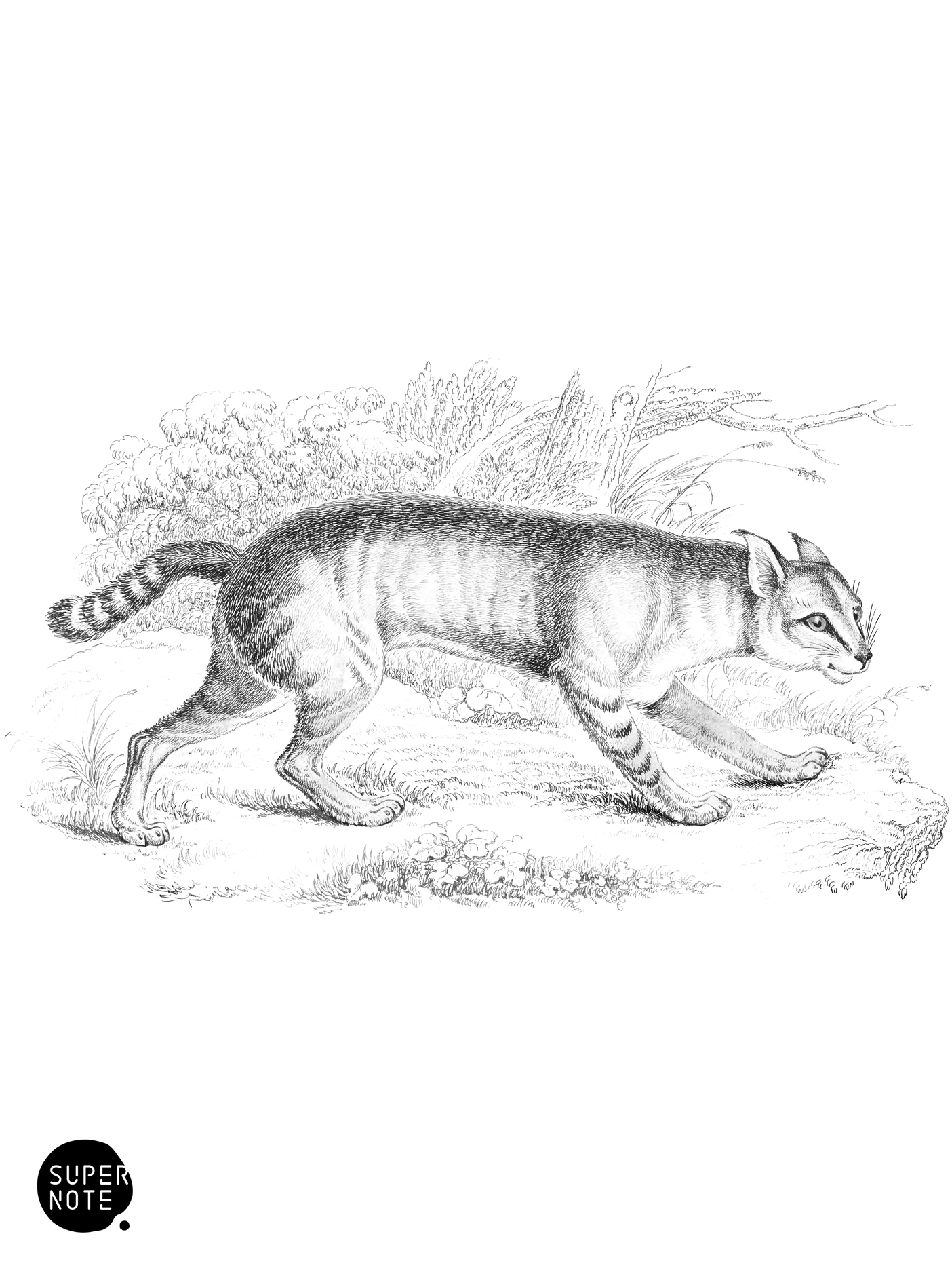 Chaus (vol-04 plate-32).png