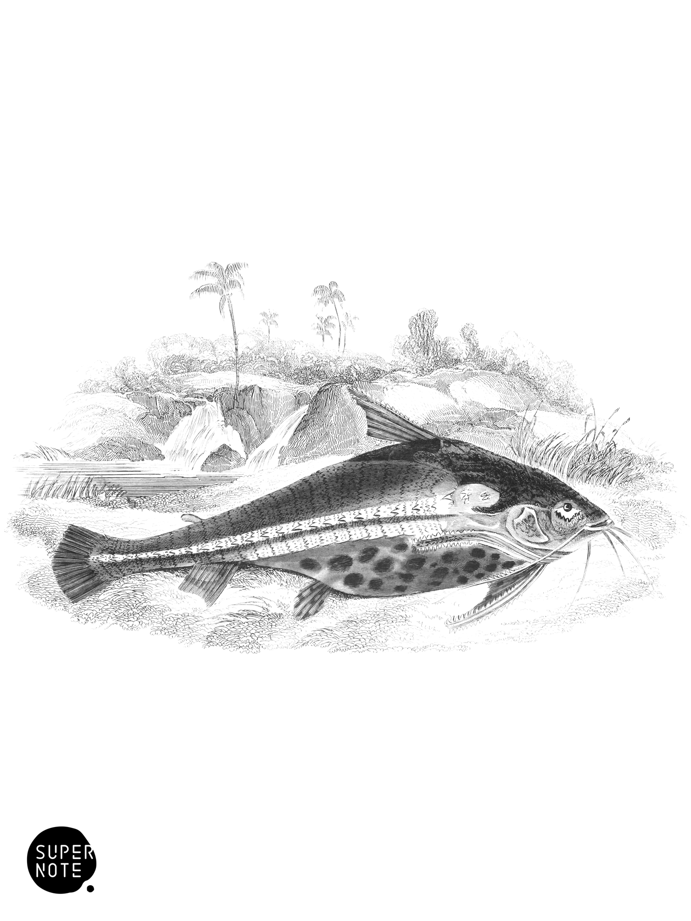 Chestnut-Bellied Doras (vol-32 plate-3).png