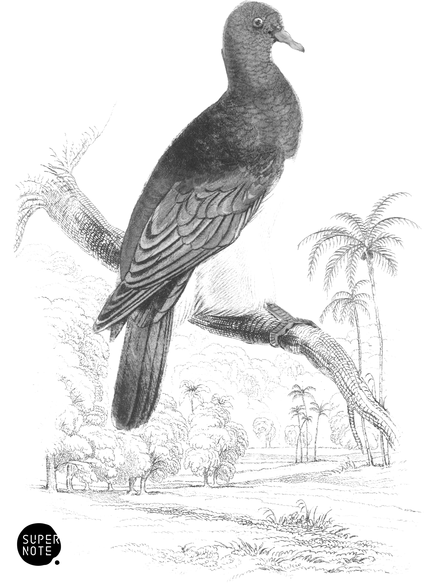 Chestnut-Shouldered Pigeon (vol-09 plate-9).png