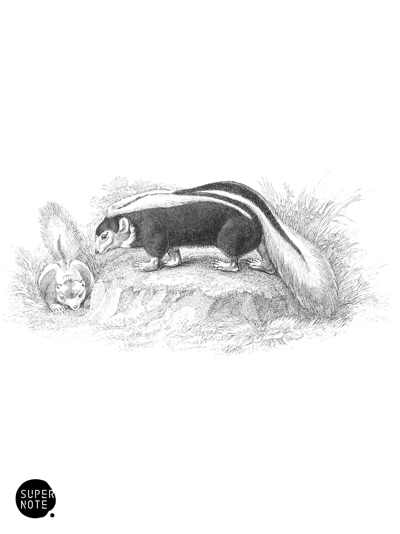 Chili Skunk (vol-35 plate-13).png