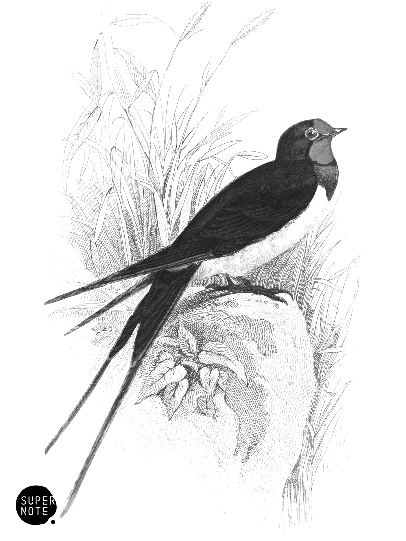Chimney Swallow (vol-24 plate-27).png