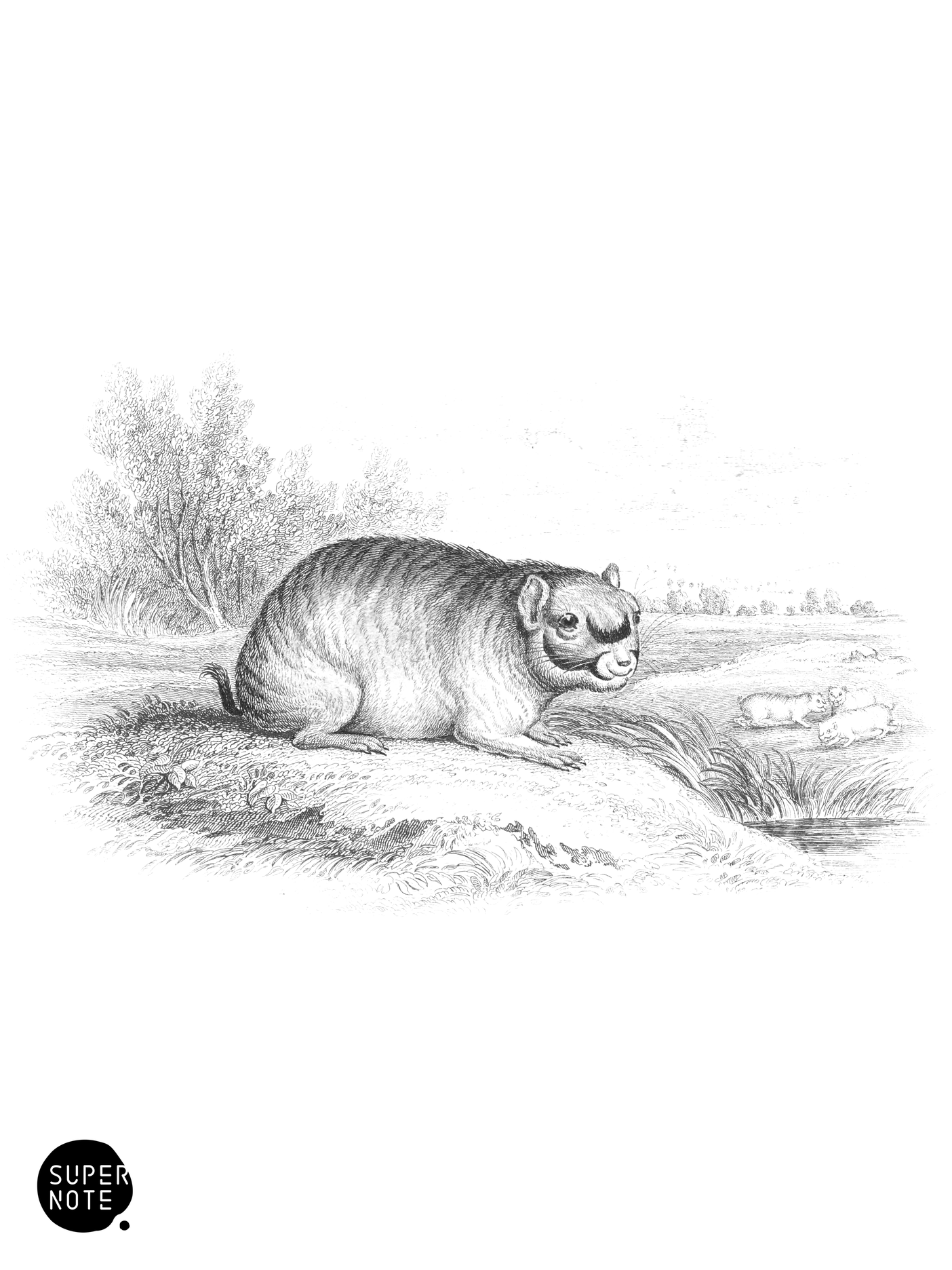 Chinchilla Diana, Viscachia- (vol-35 plate-26).png