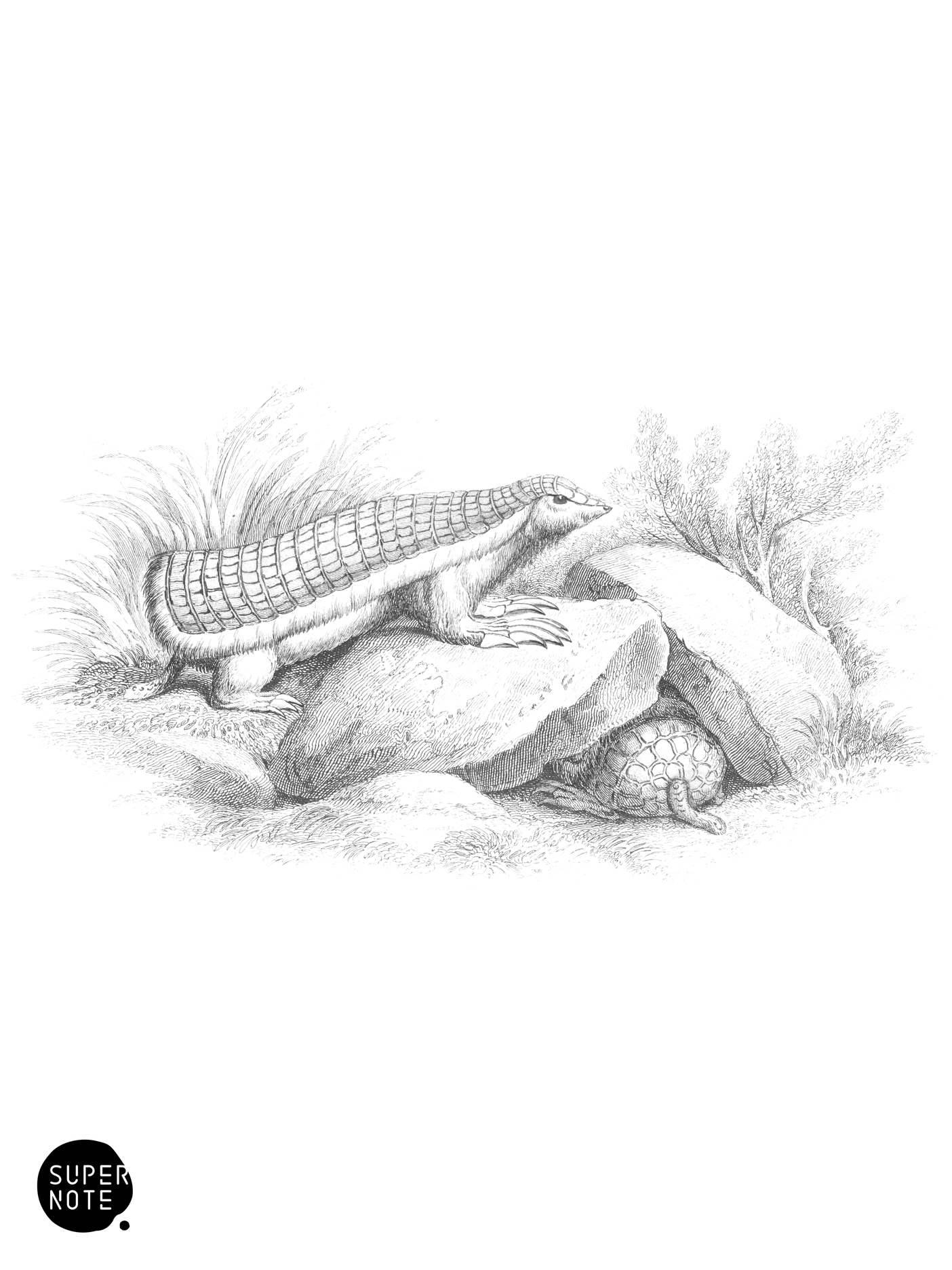 Chlamyphorus truncatus (vol-35 plate-23).png