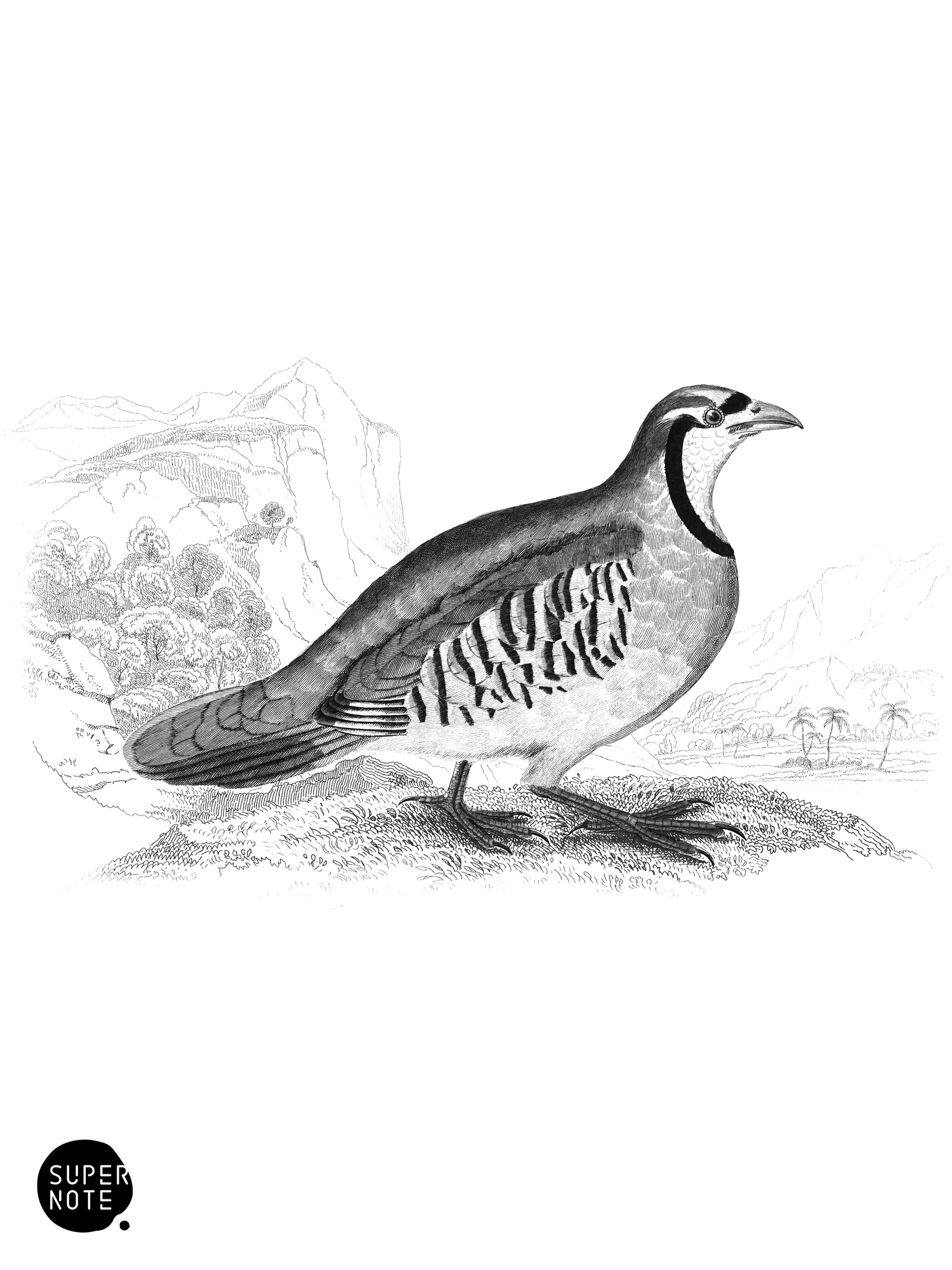 Chukar Partridge (vol-06 plate-5).png