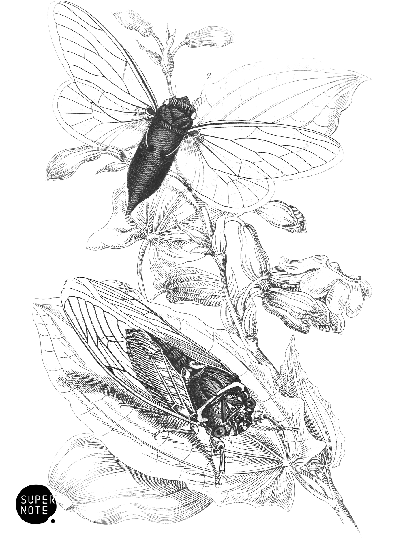 Cicada Plebeia & C. Septendecim (vol-29 plate-21).png