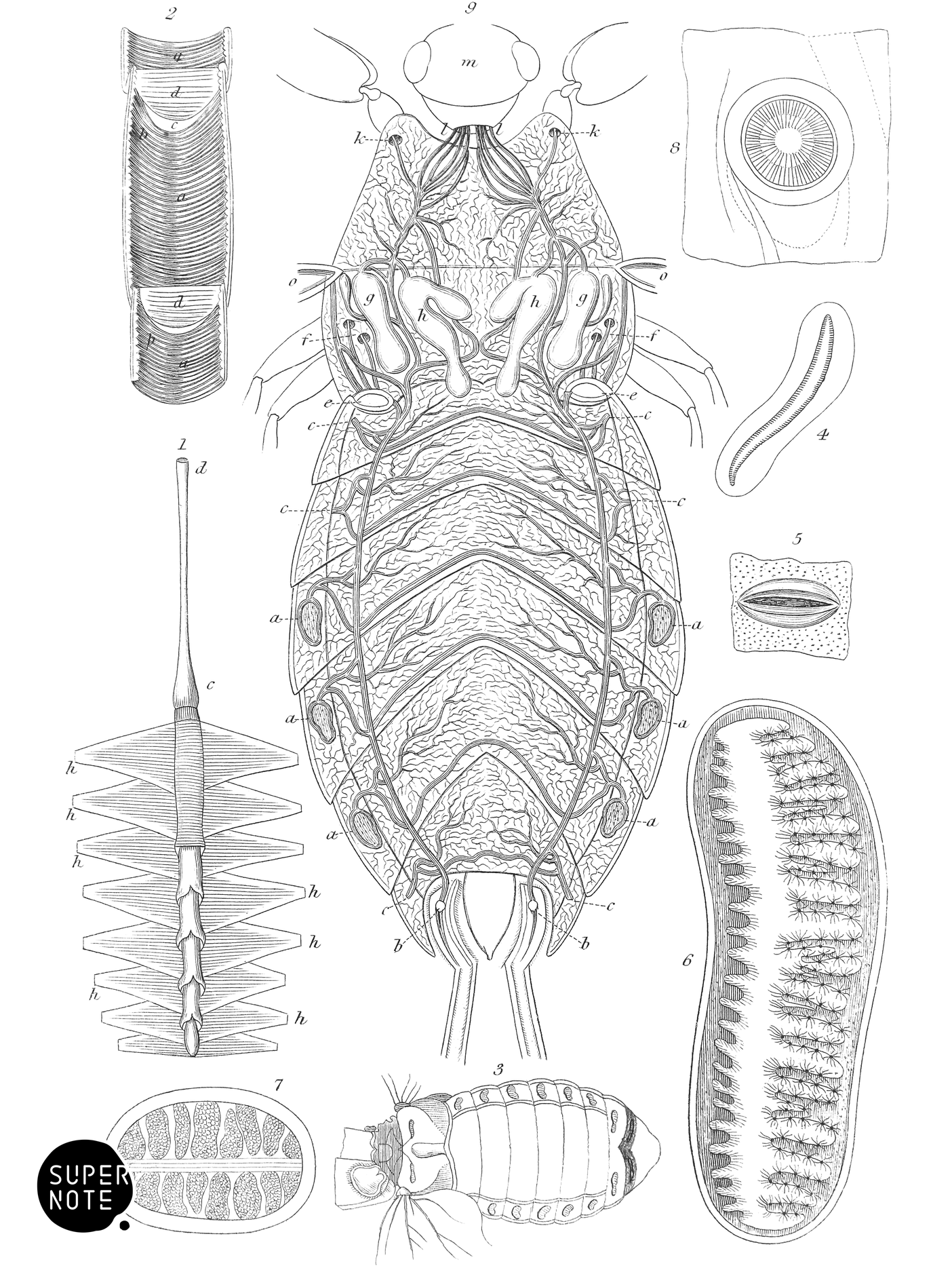 Circulating & Respiratory Organs of Insects (vol-29 plate-3).png