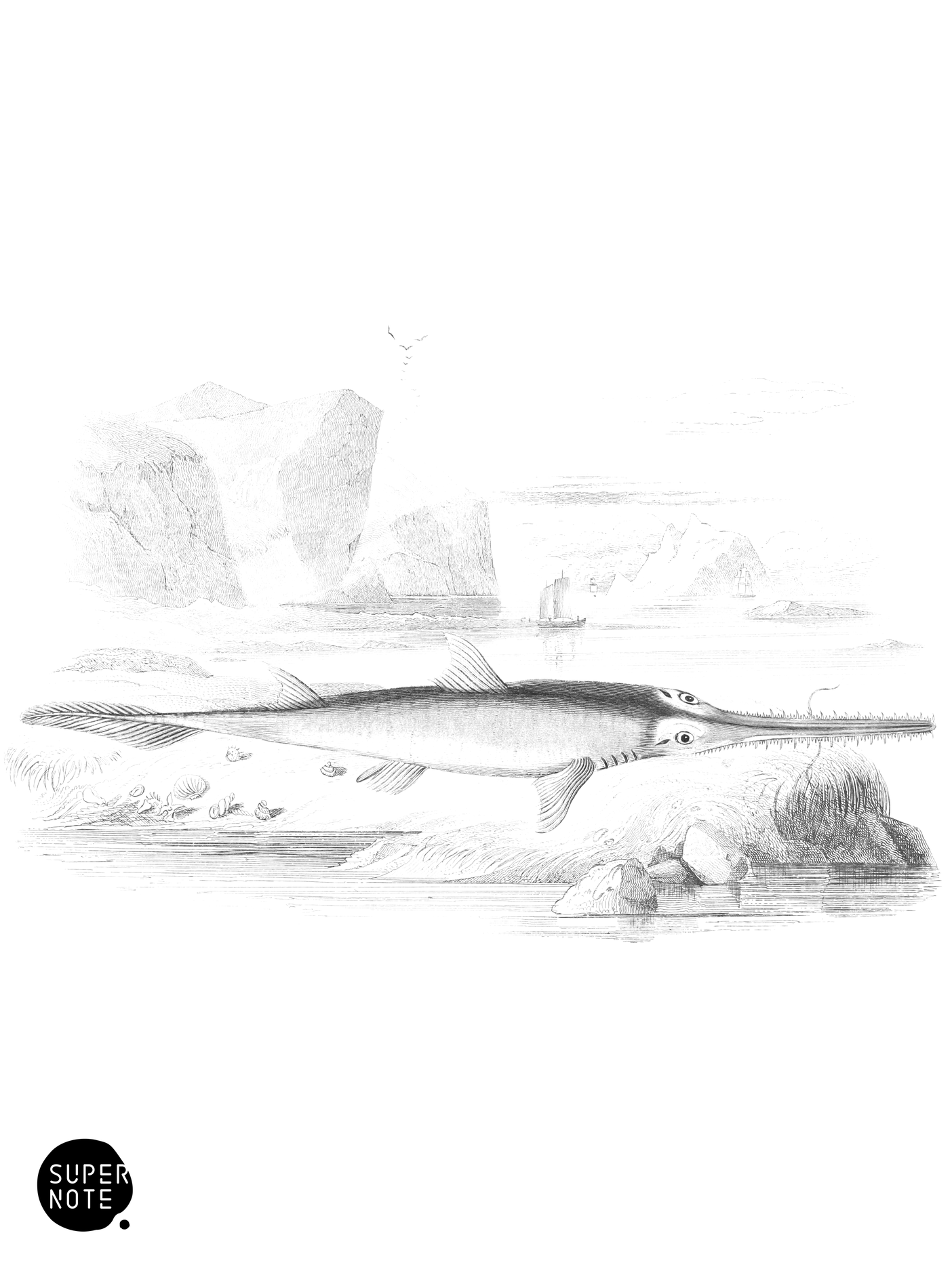 Cirrated Saw-Fish (vol-27 plate-28).png
