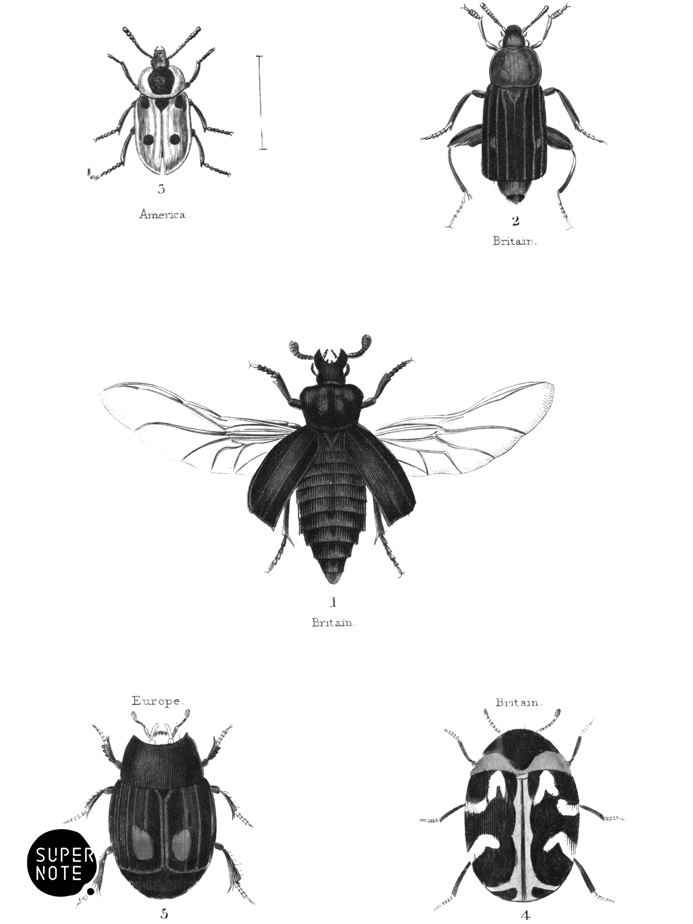 Clavicornes (vol-08 plate-9).png