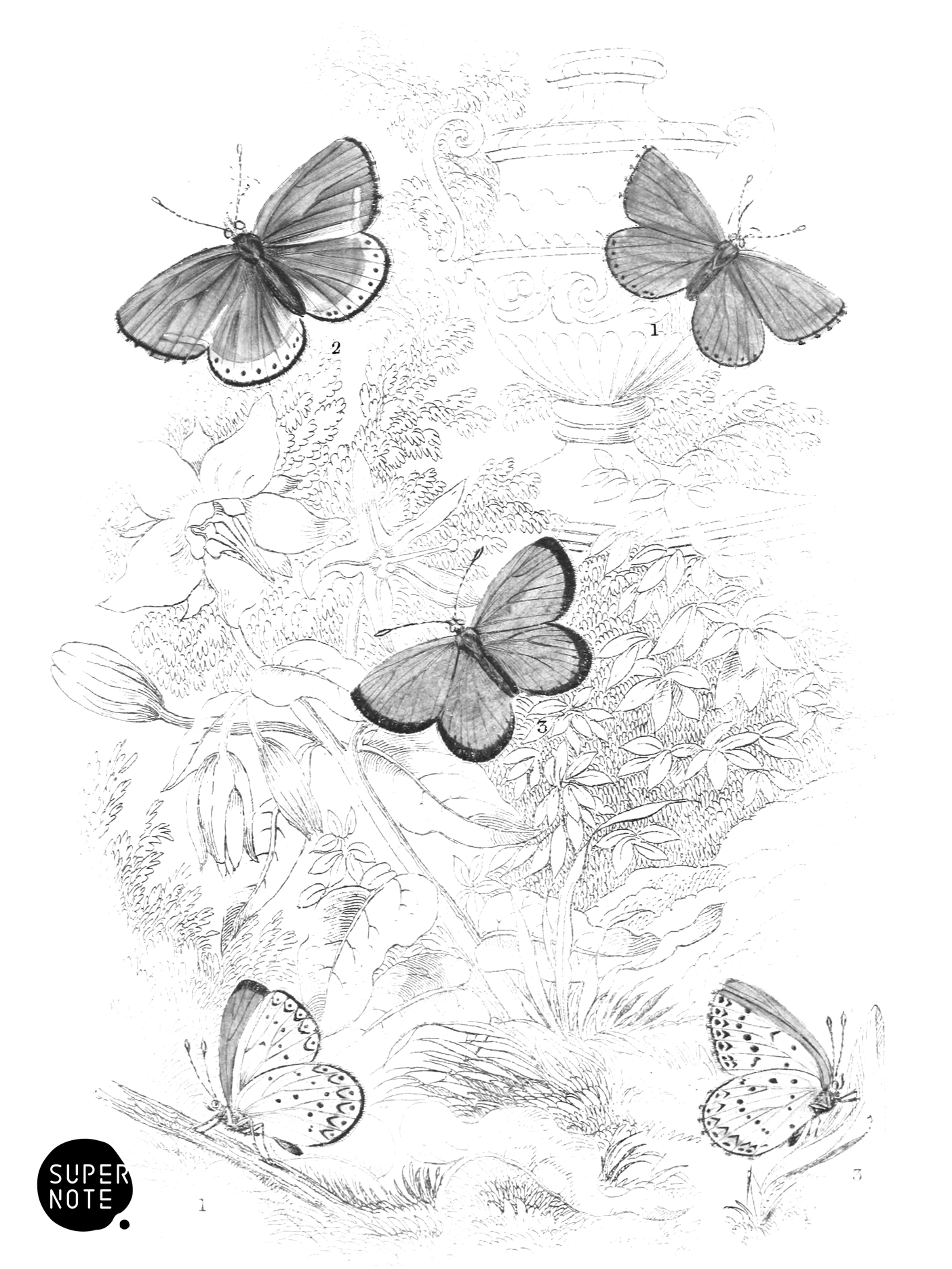 Clifden Blue & Silver-Studded Blue Butterflies (vol-10 plate-33).png