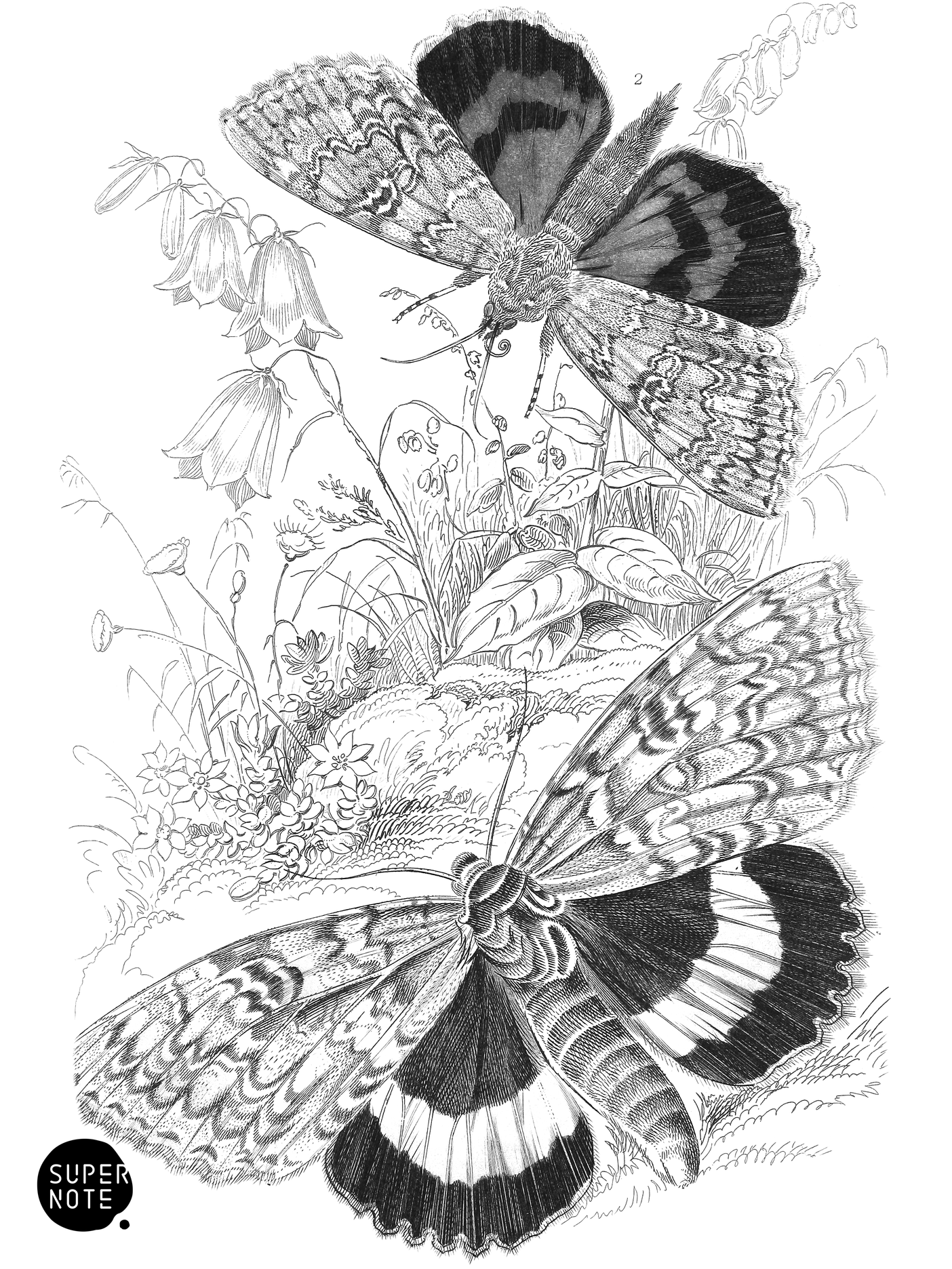 Clifden Nonpareil & Red Underwing (vol-14 plate-26).png
