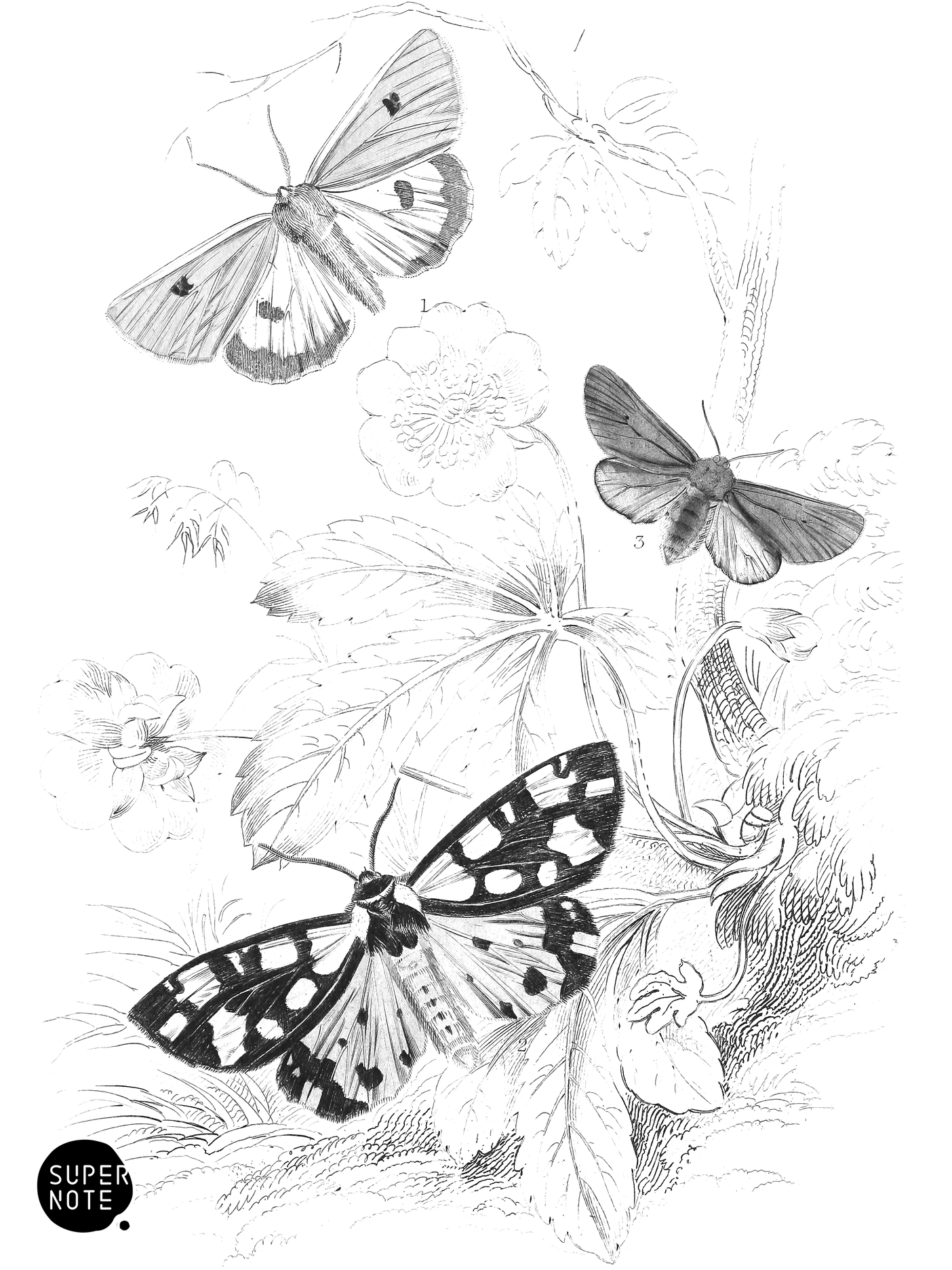 Clouded Buff, Cream-Spot & Ruby Tiger-Moth (vol-14 plate-20).png
