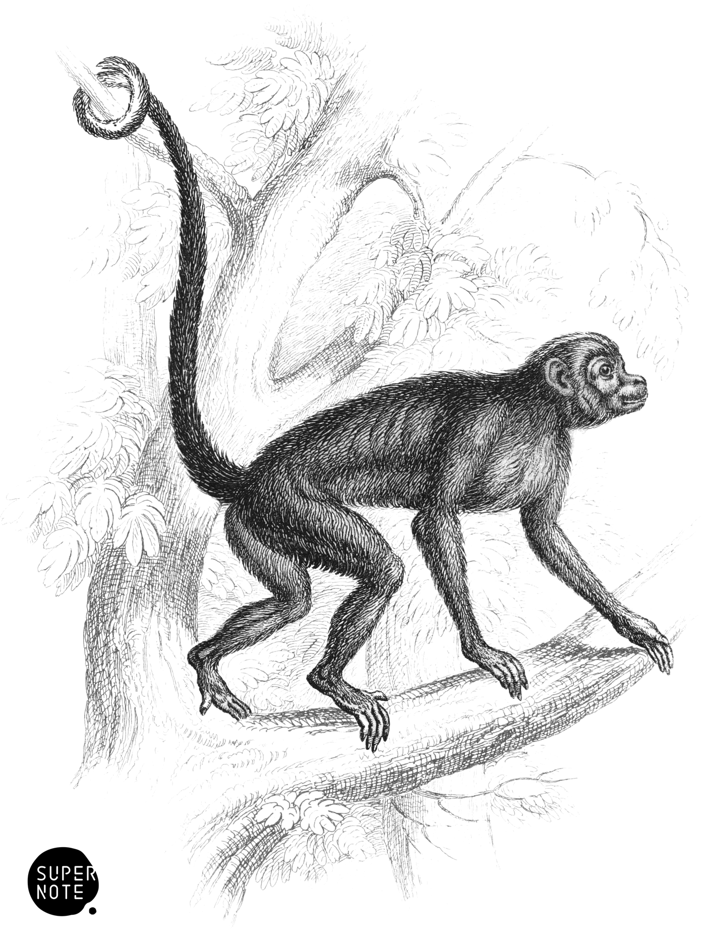 Coaita (vol-02 plate-20-cw).png