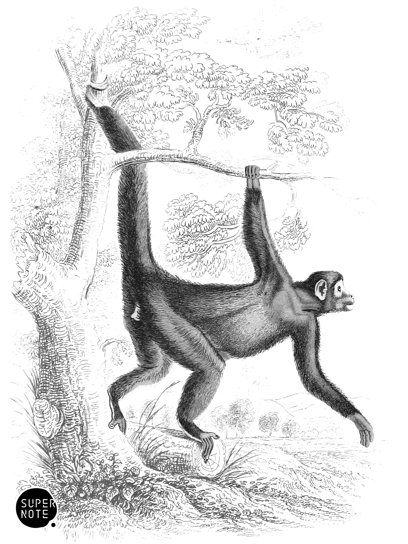 Coaita (vol-02 plate-20-lizars).png