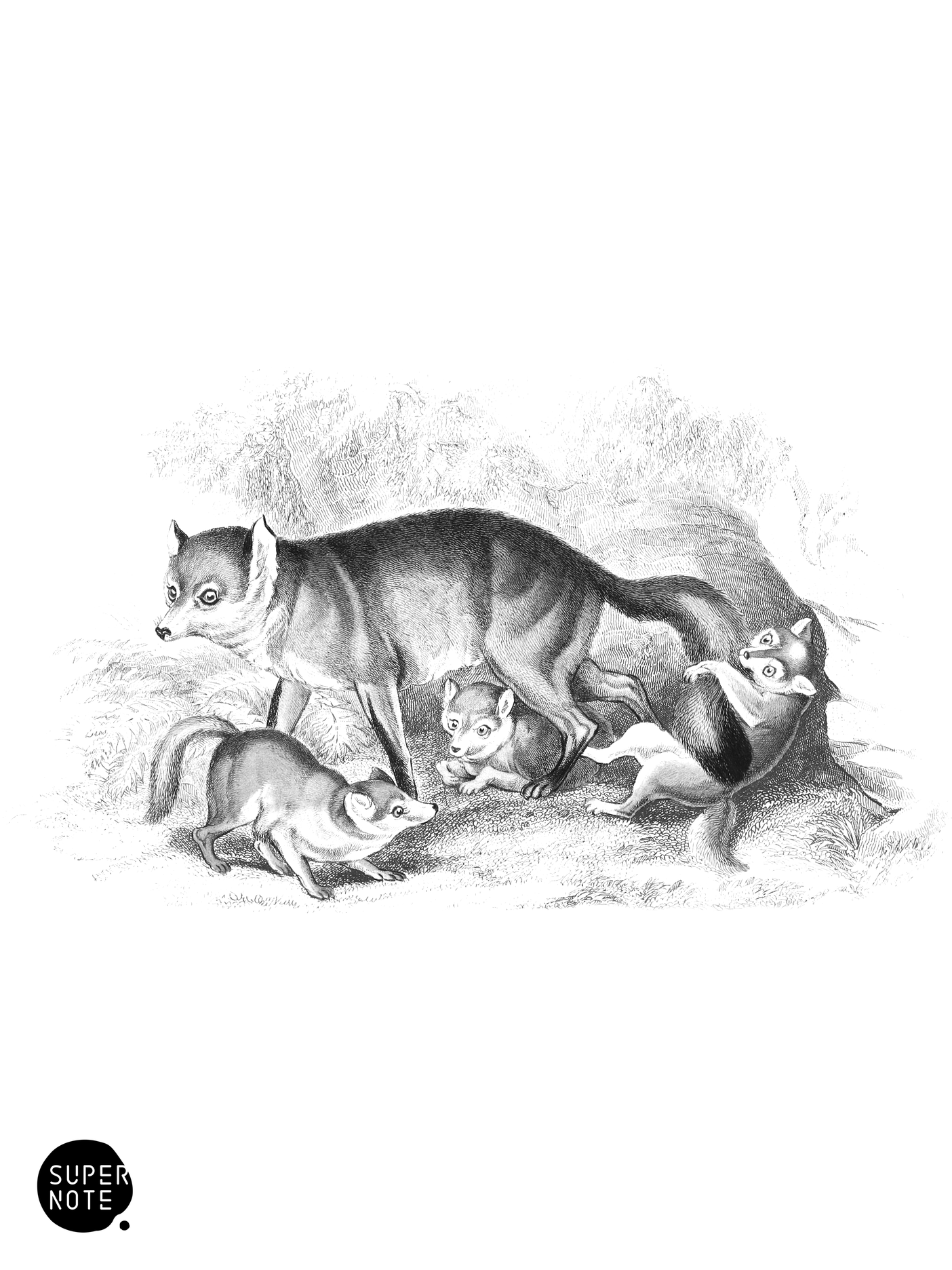 Coal Fox (vol-28 plate-21).png