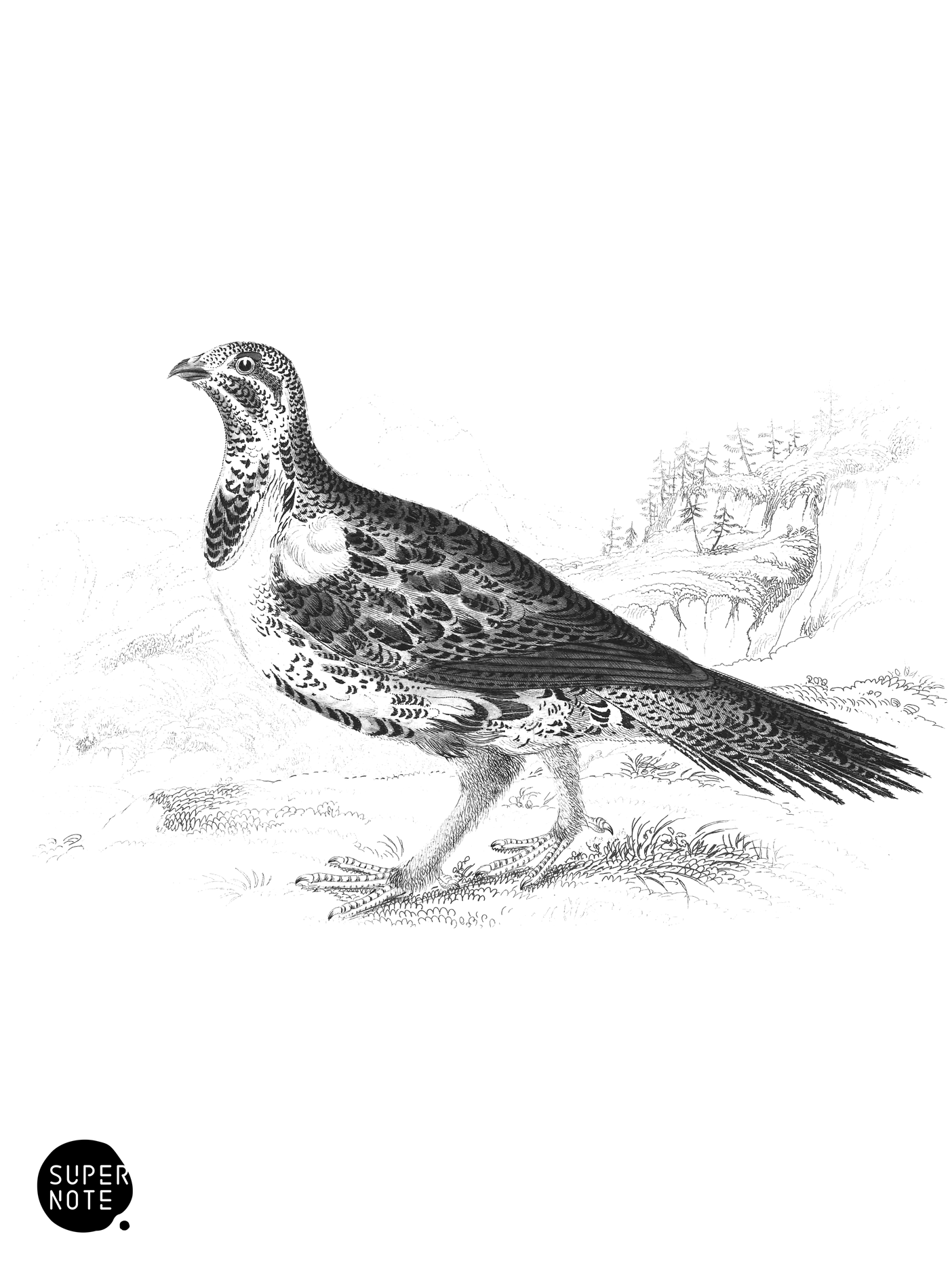 Cock of the Plains (vol-06 plate-17).png