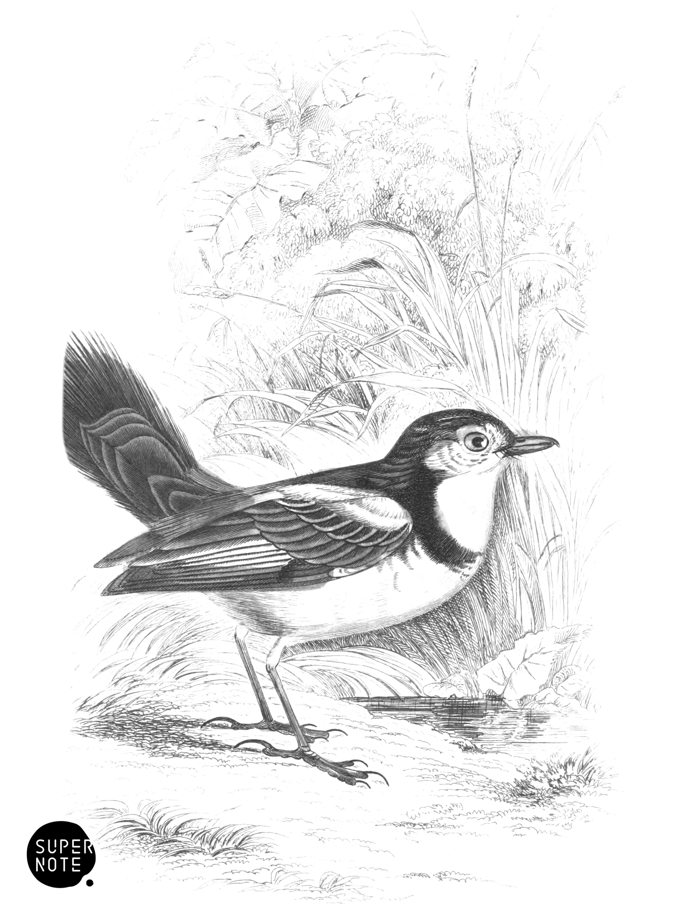 Cock-Tailed Water-Chat (vol-21 plate-6).png
