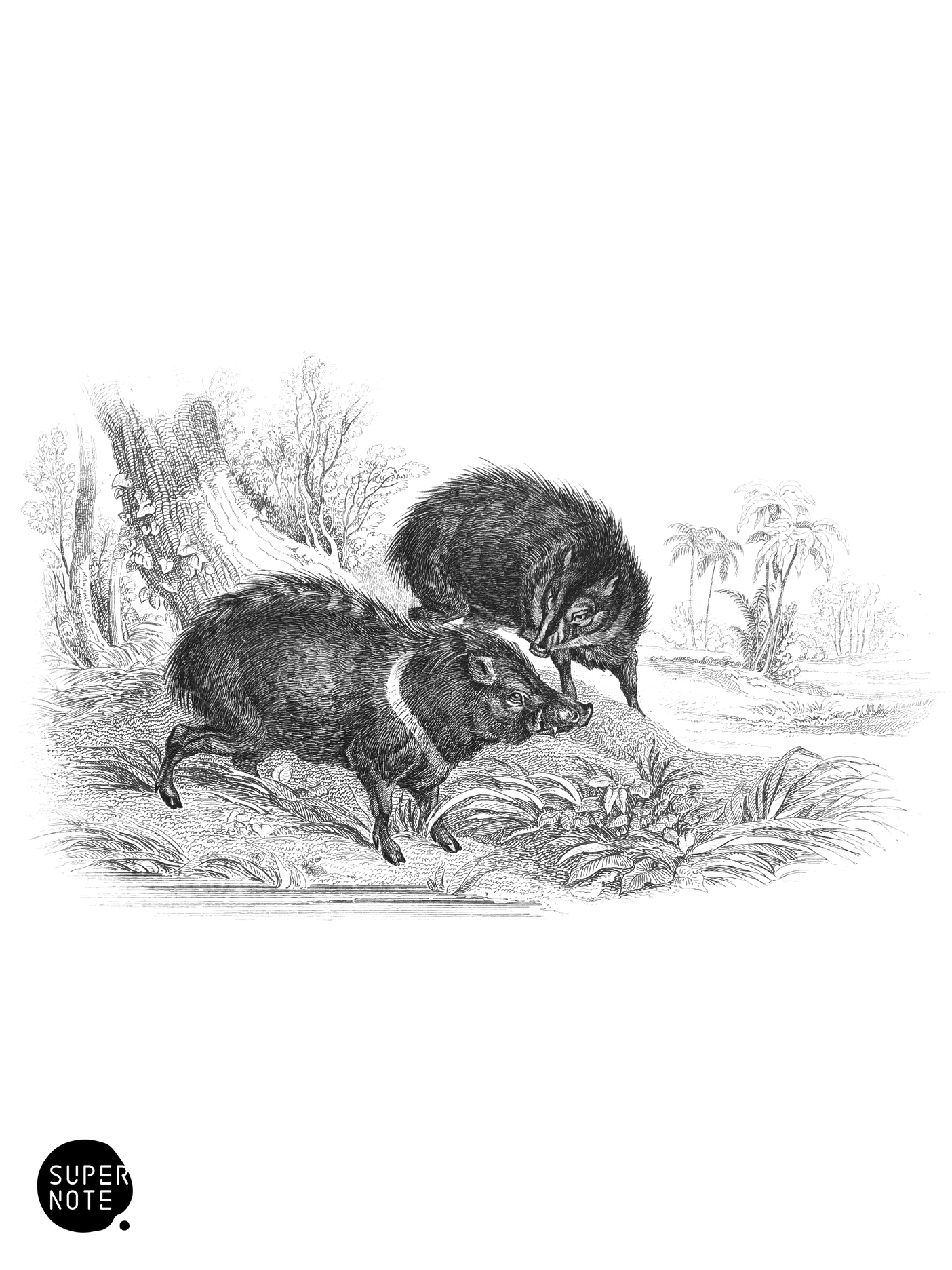 Collared Peccary (vol-13 plate-26).png