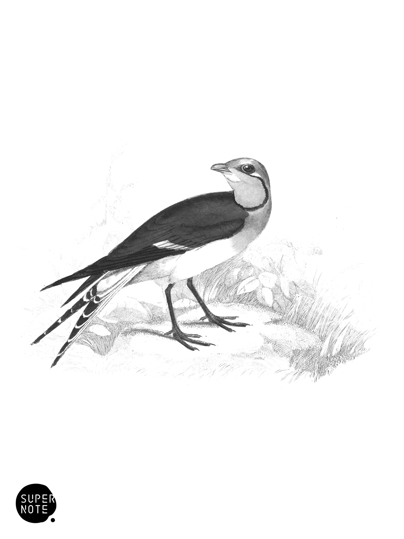 Collared Pratincole (vol-34 plate-27).png