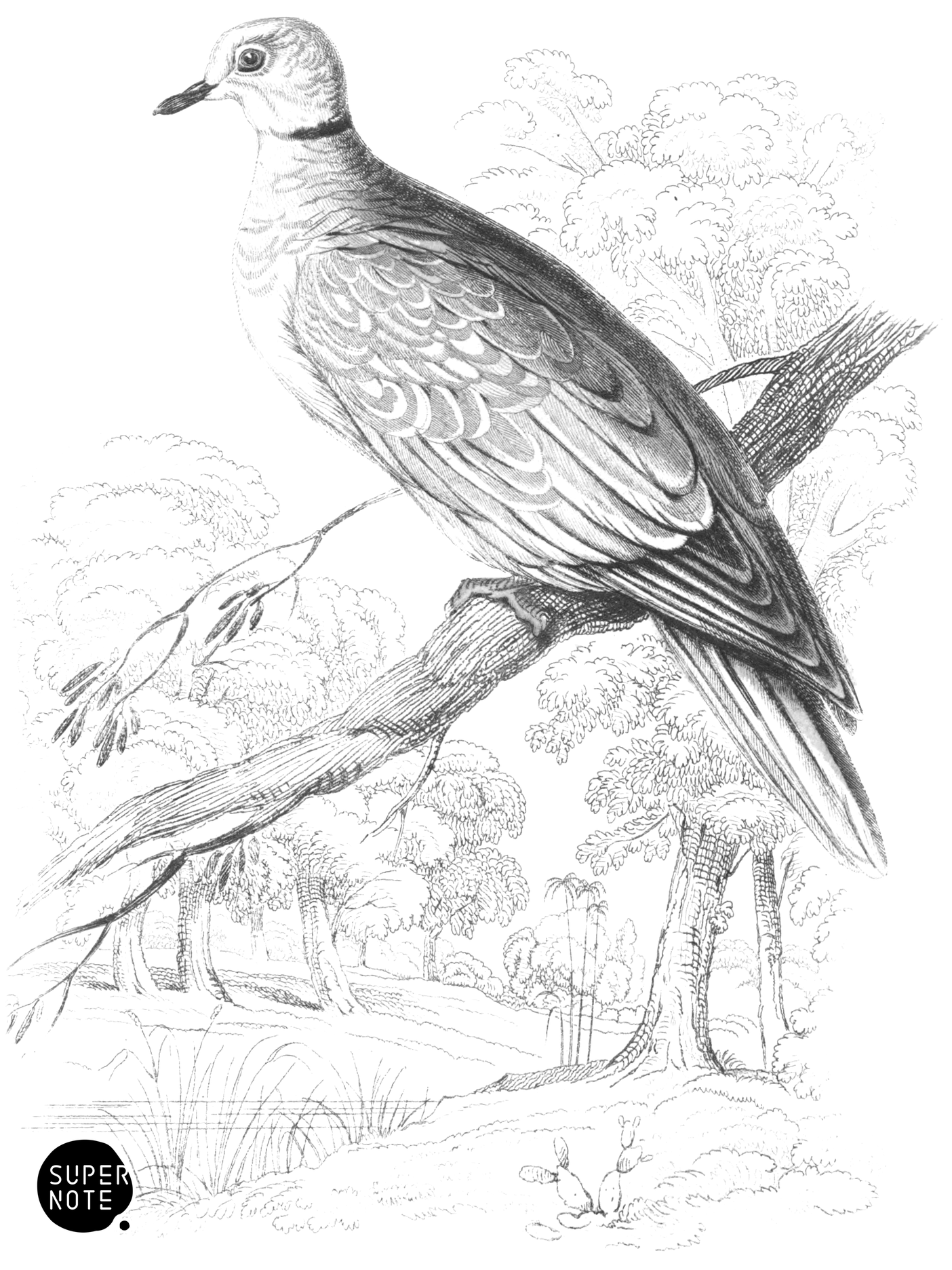 Collared Turtle (vol-09 plate-17).png