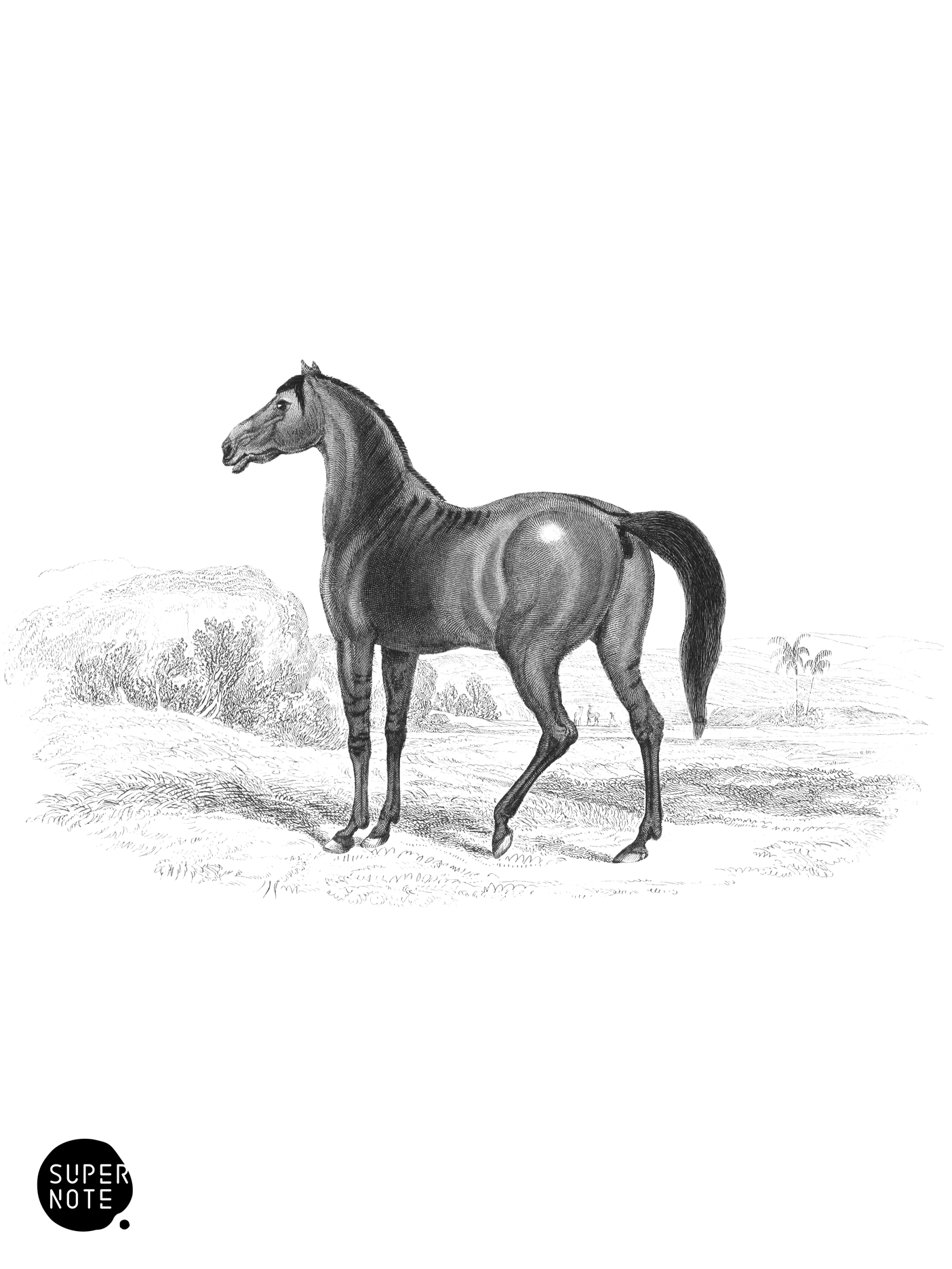 Colt, bearing marks of Quagga (vol-31 plate-27).png