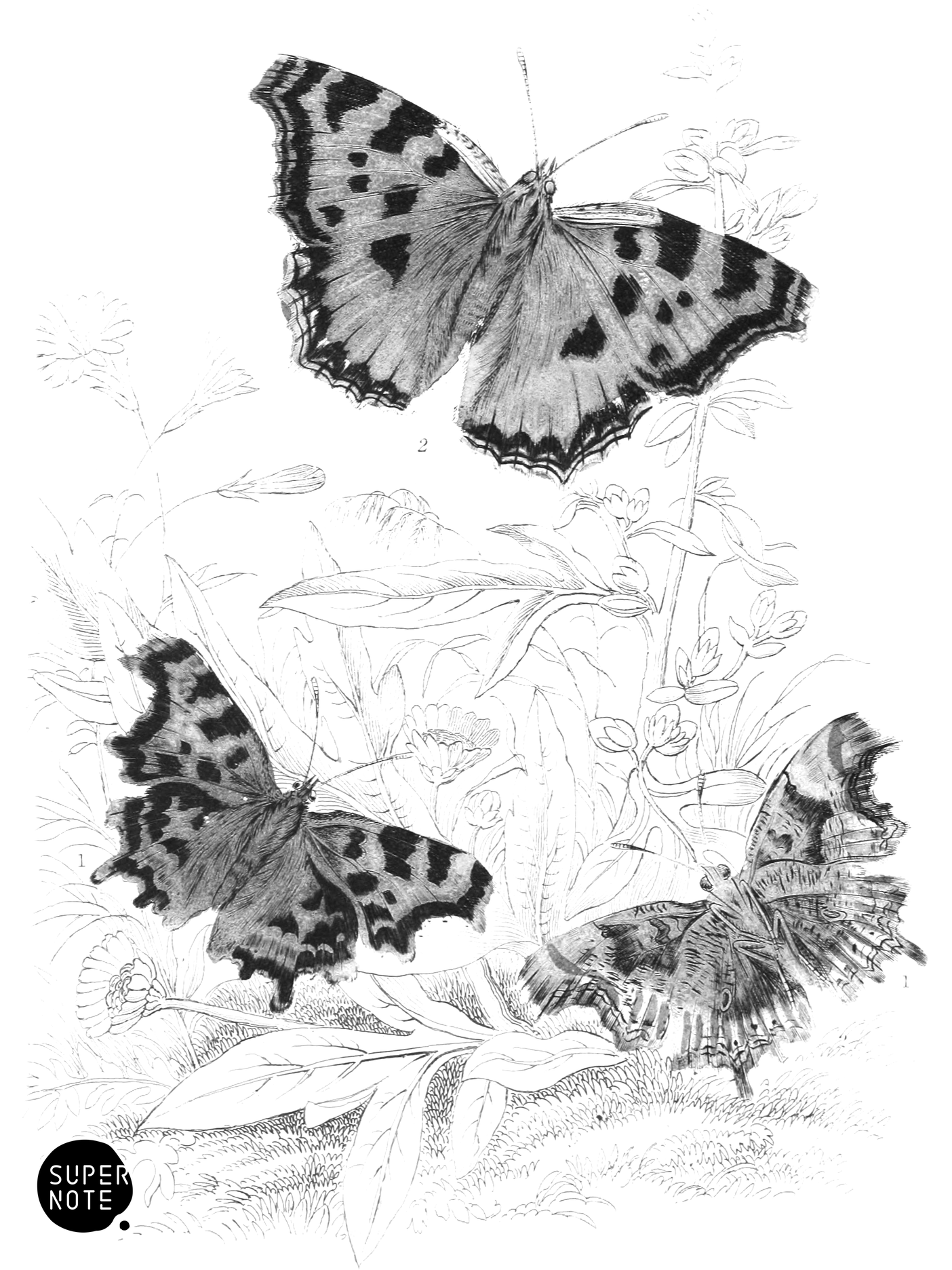 Comma Butterfly & Great Tortoise-Shell (vol-10 plate-17).png