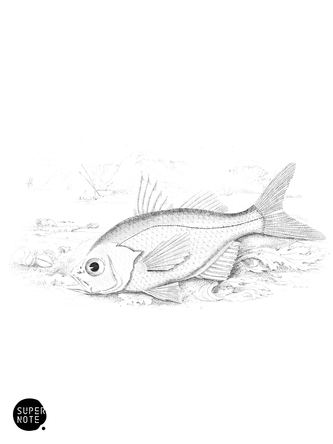 Commerson’s Ambassis (vol-07 plate-14).png