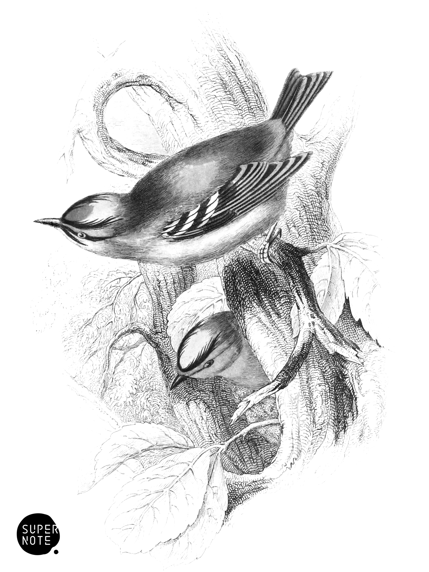 Common & Fire-Crowned Gold-Crests (vol-24 plate-8).png