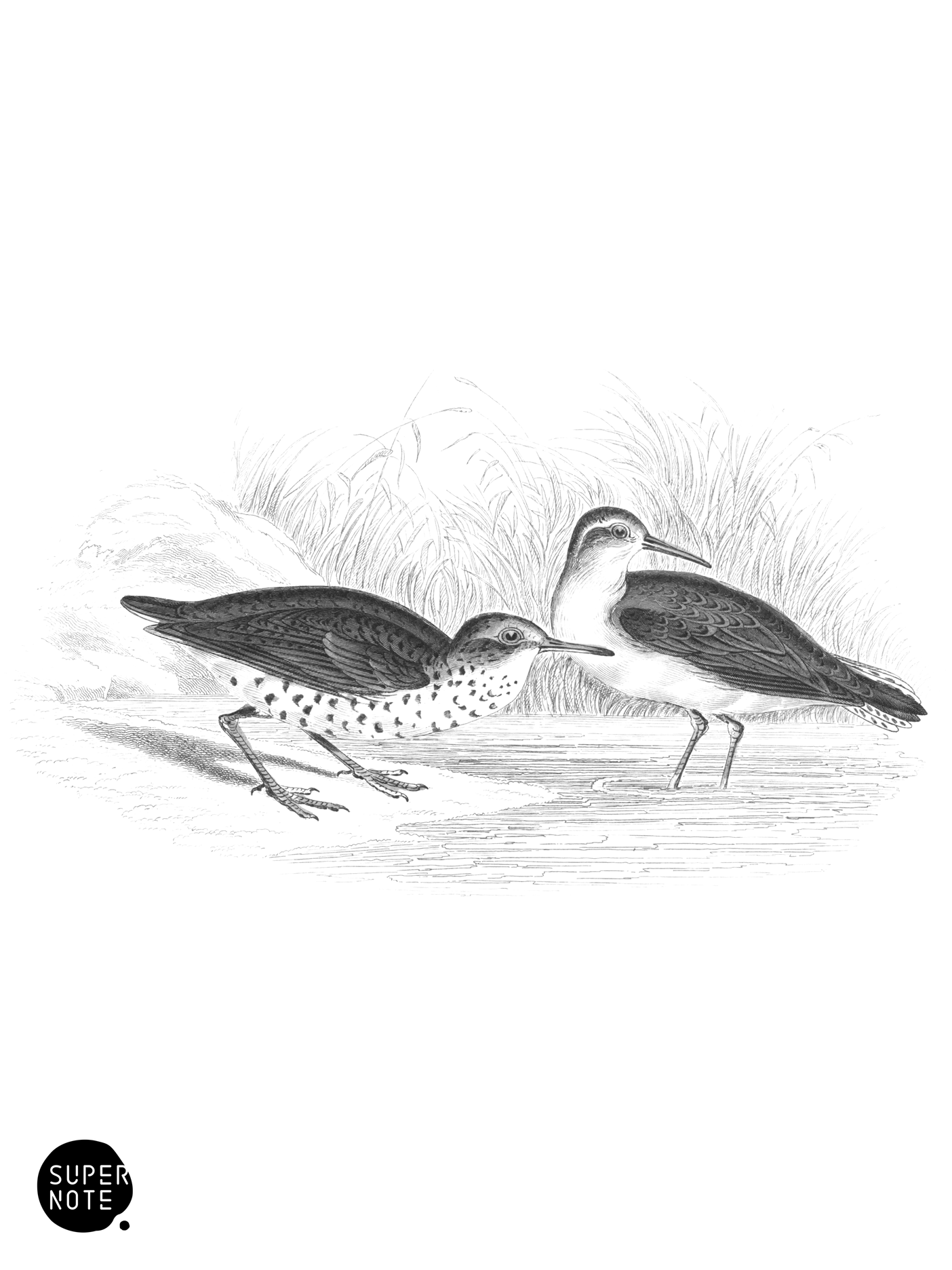 Common & Spotted Totanus (vol-34 plate-15).png