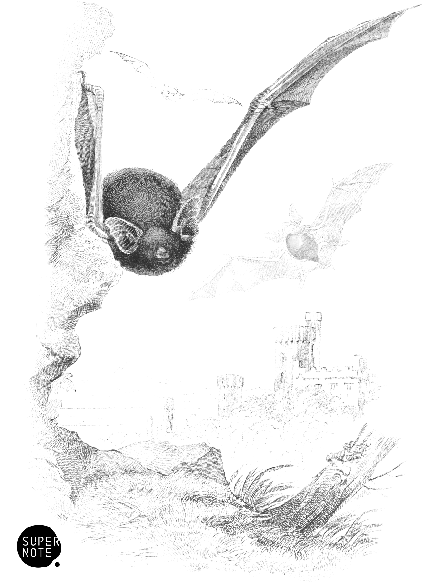 Common Bat, or Pipistrelle (vol-22 plate-4).png